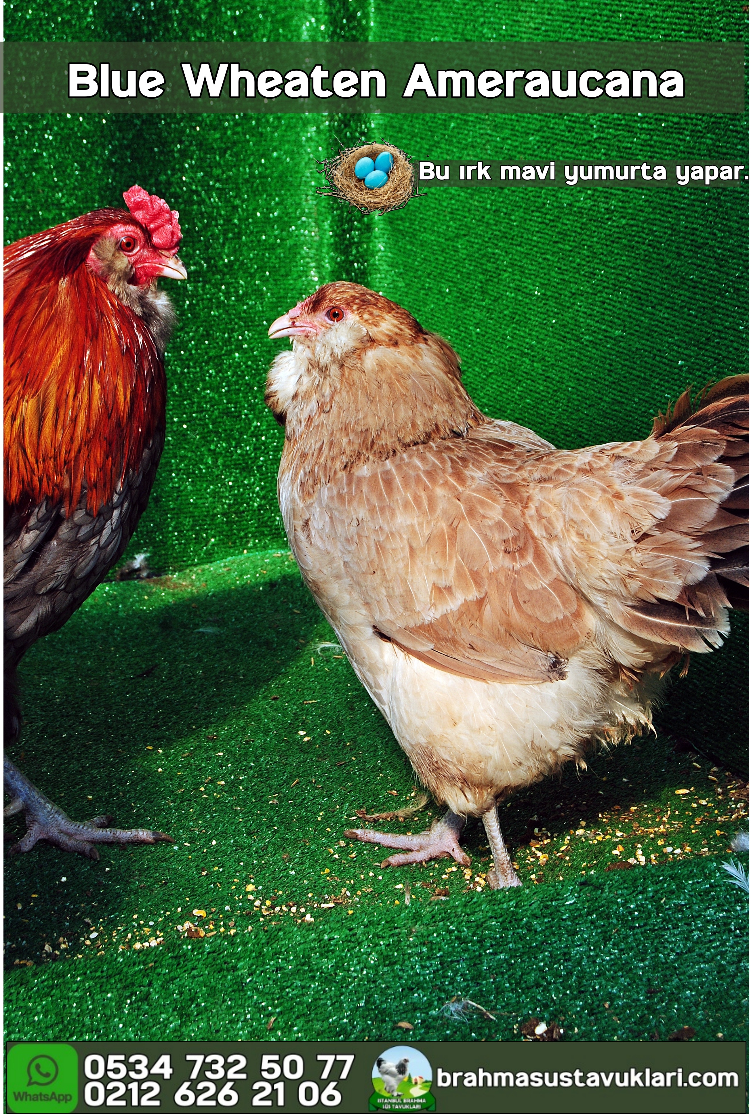 Blue Wheaten Ameraucana Kuluçkalık Yumurta