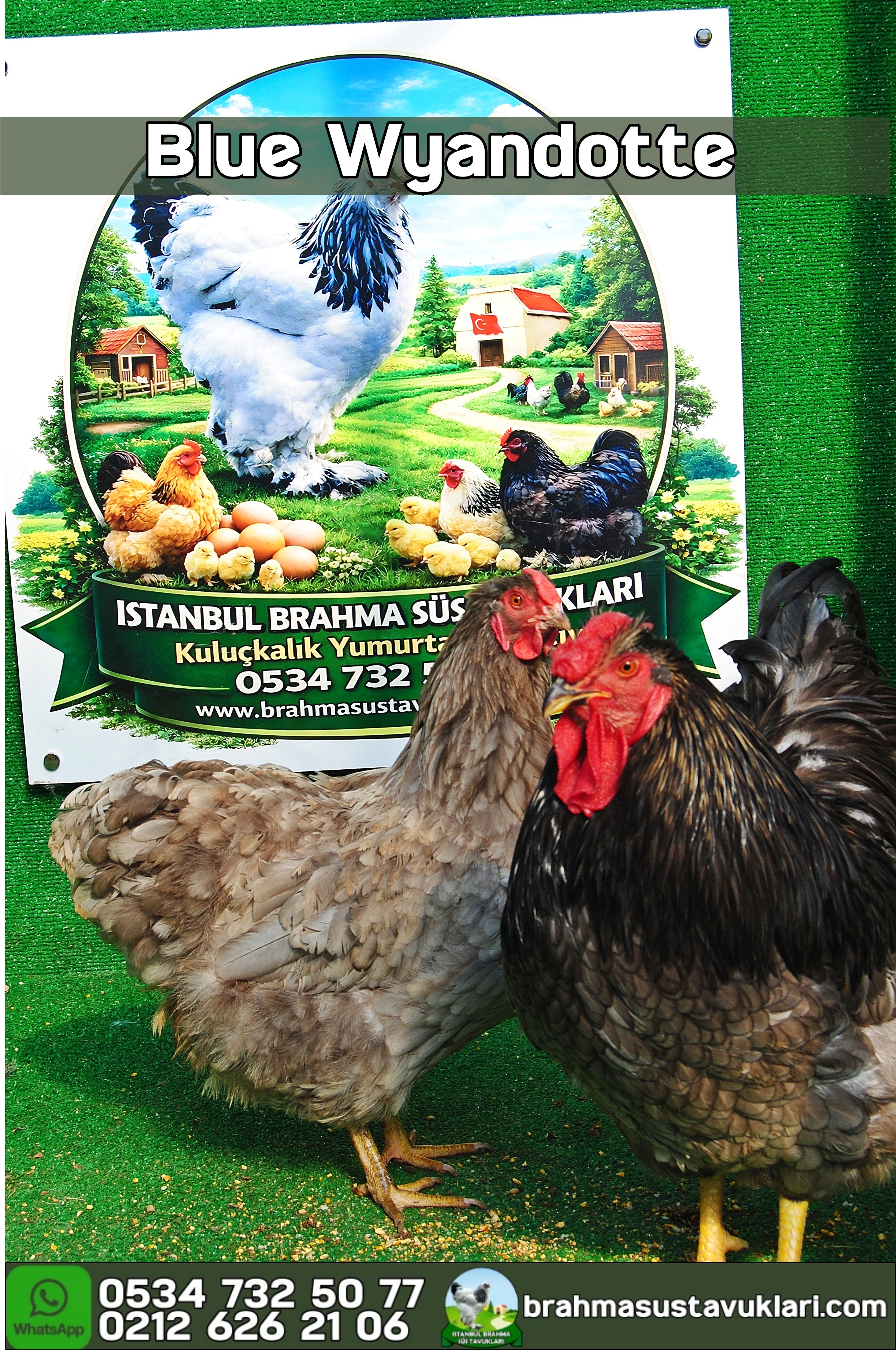 Blue Wyandotte Kuluçkalık Yumurta