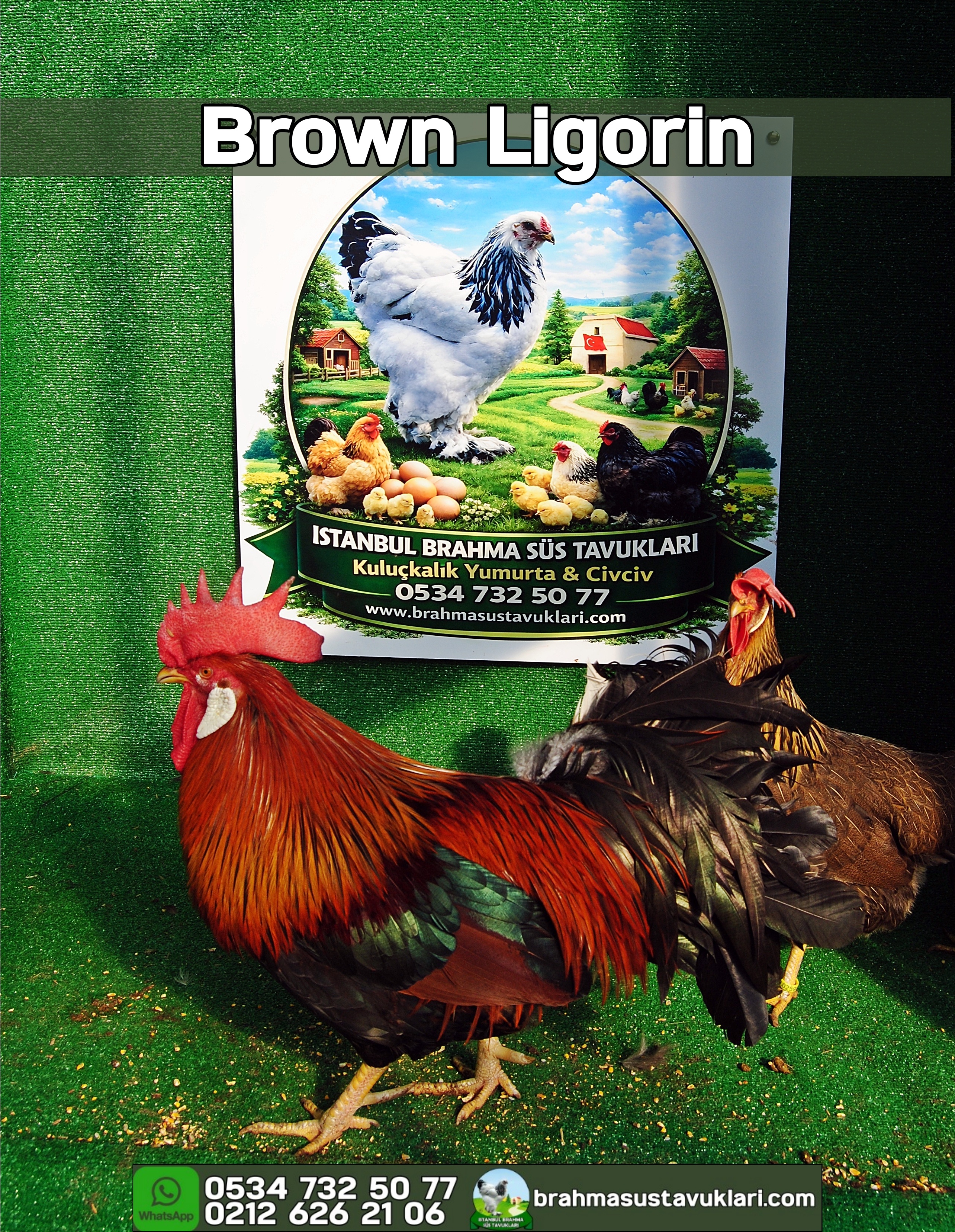 Brown Ligorin Kuluçkalık Yumurta