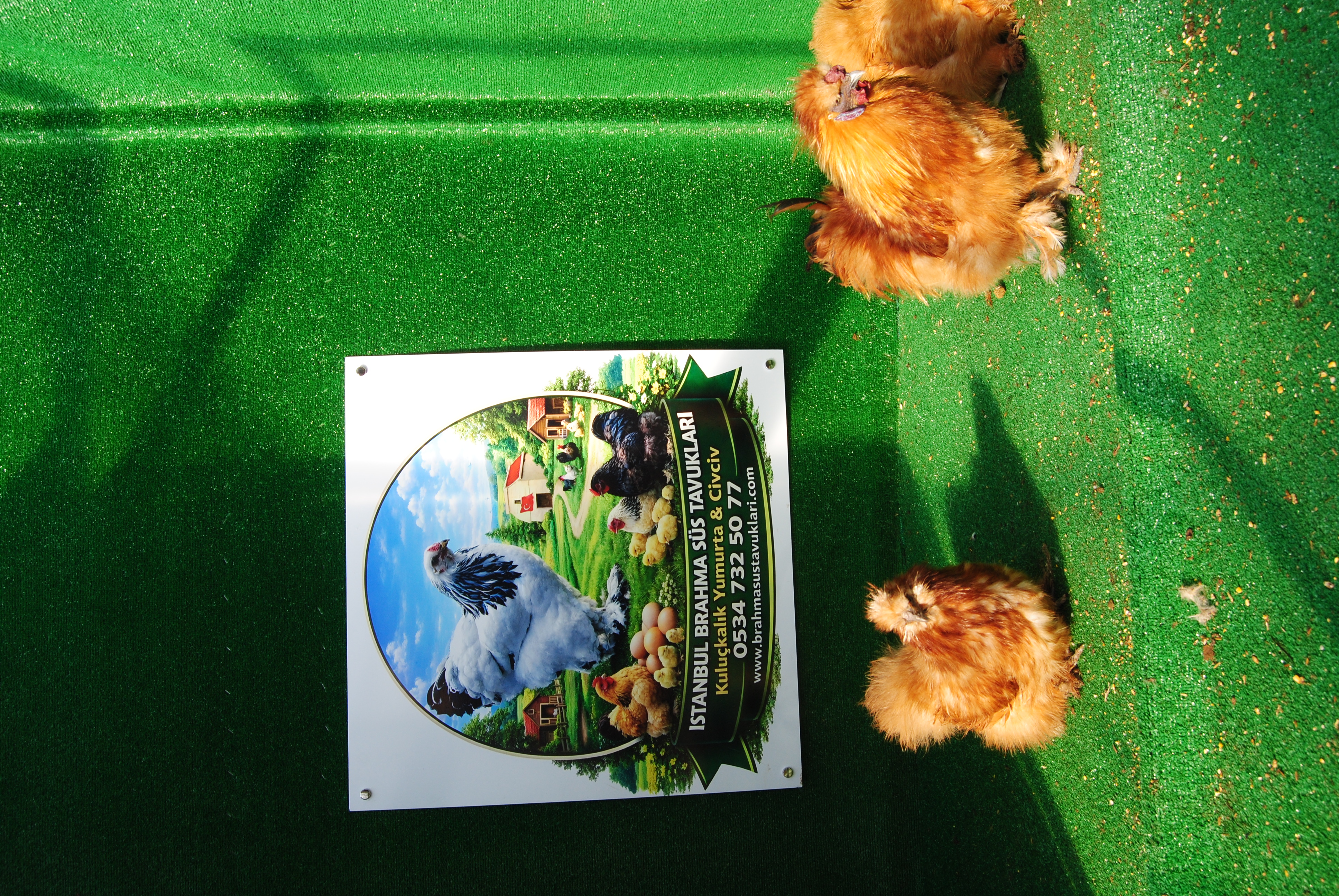 Buff Habeş Kuluçkalık Yumurta