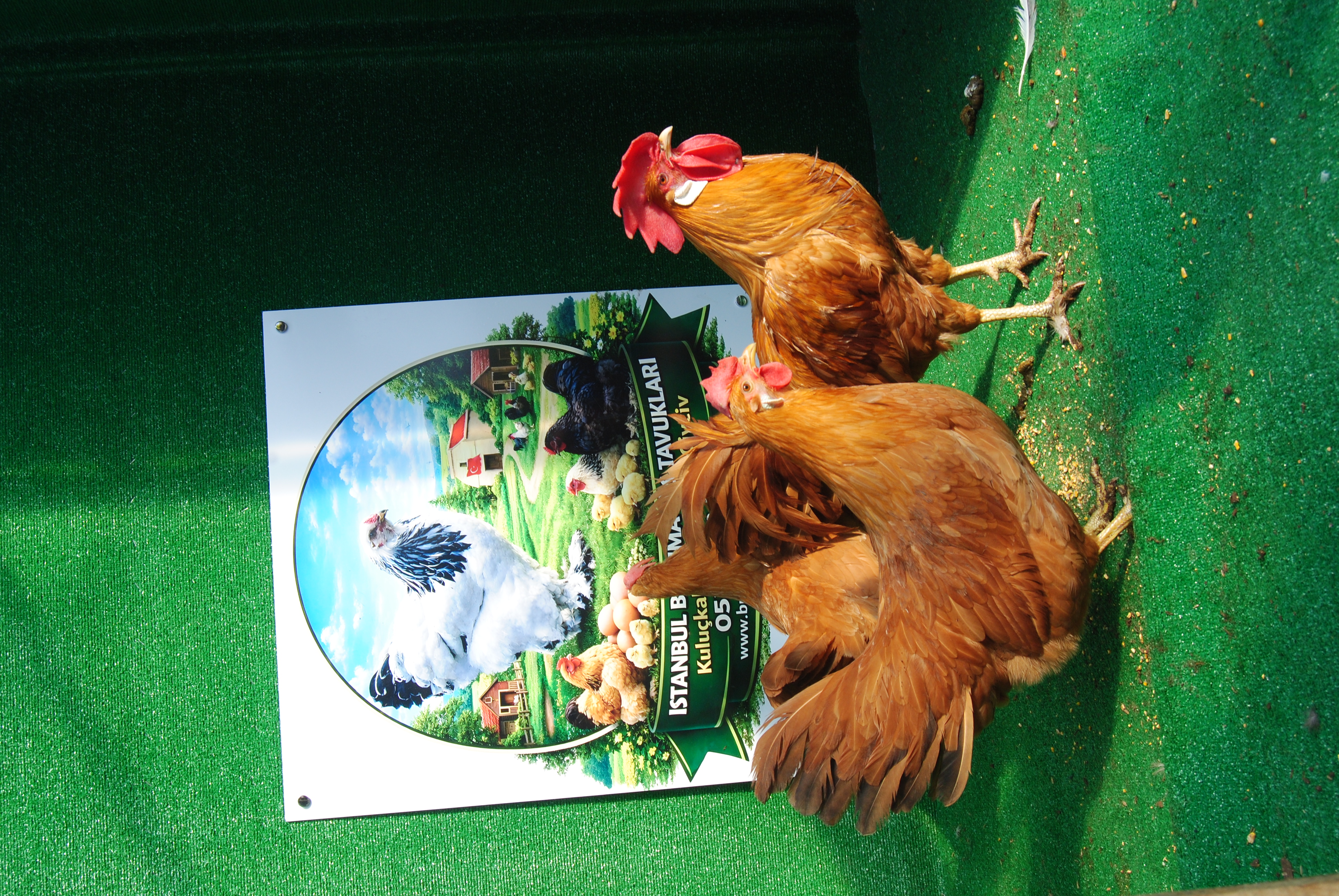 Buff Ligorin Kuluçkalık Yumurta