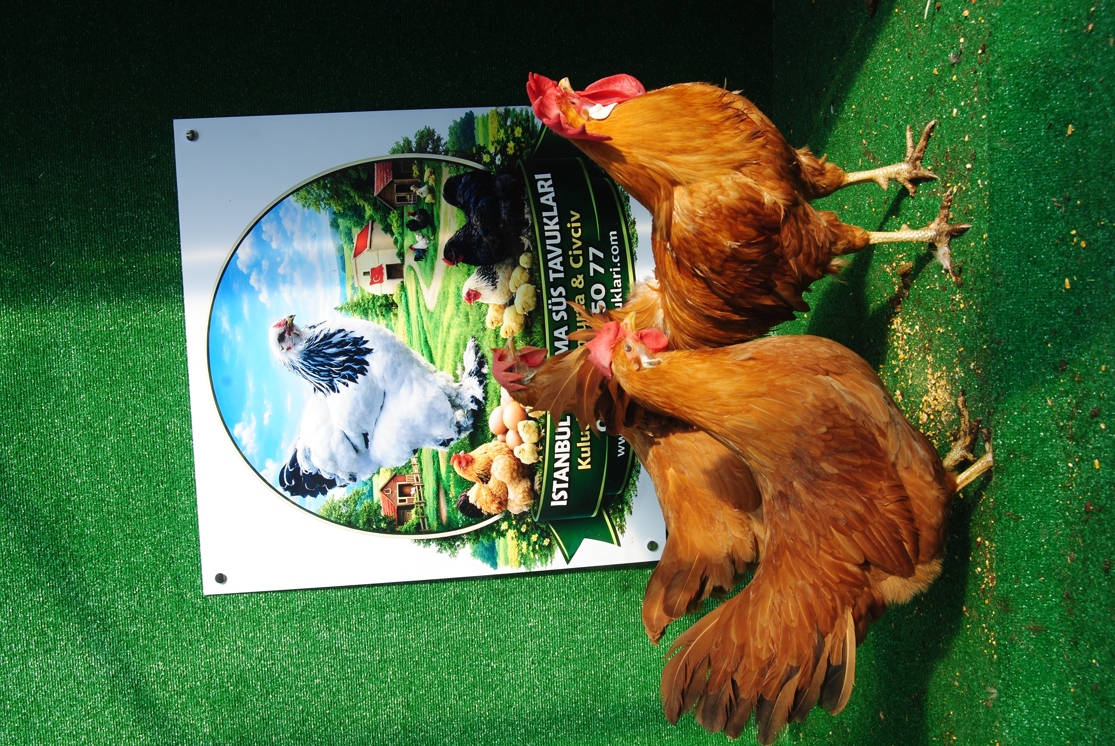 Buff Ligorin Kuluçkalık Yumurta