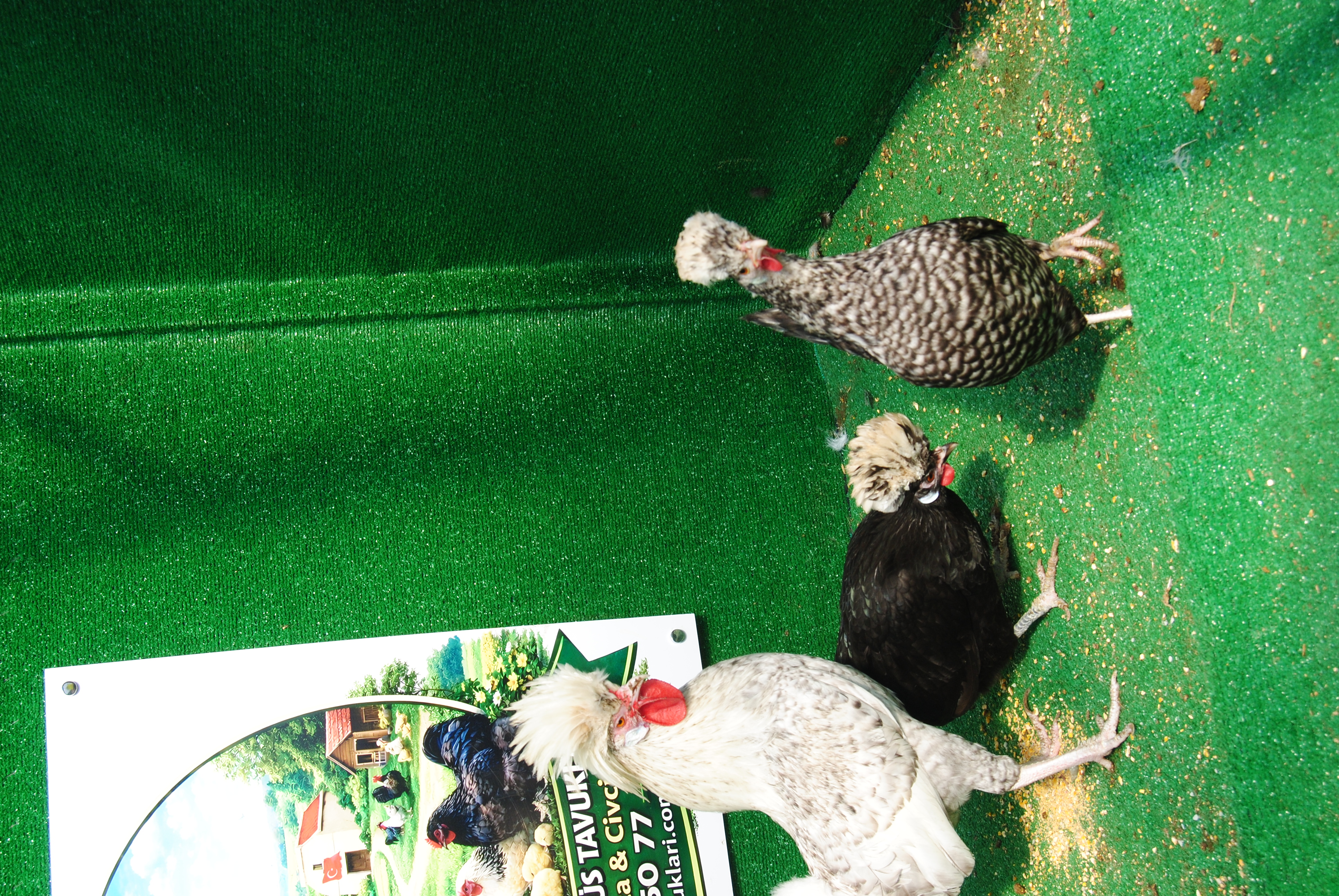 COCO FİZAN KULUÇKALIK YUMURTA