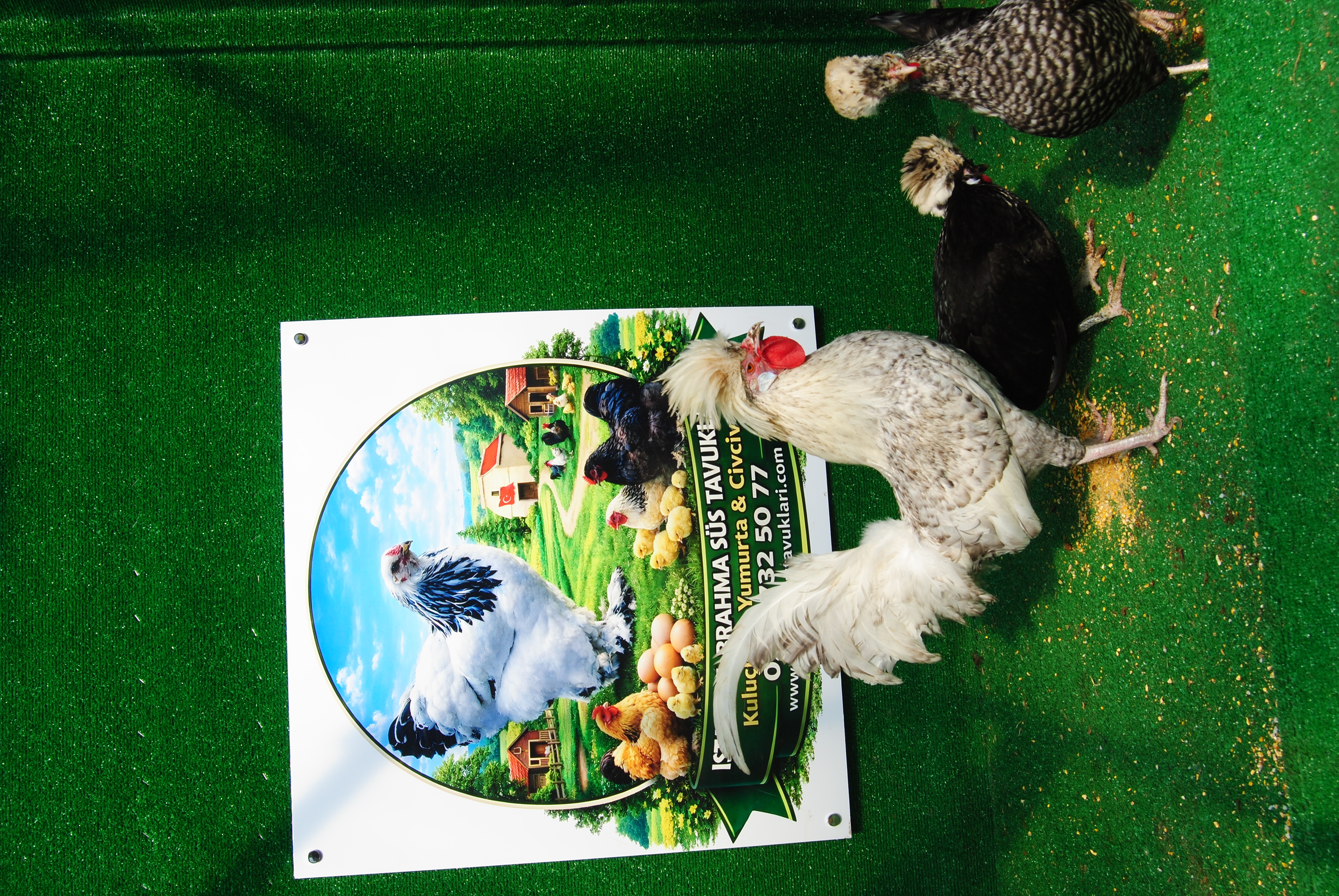 COCO FİZAN KULUÇKALIK YUMURTA