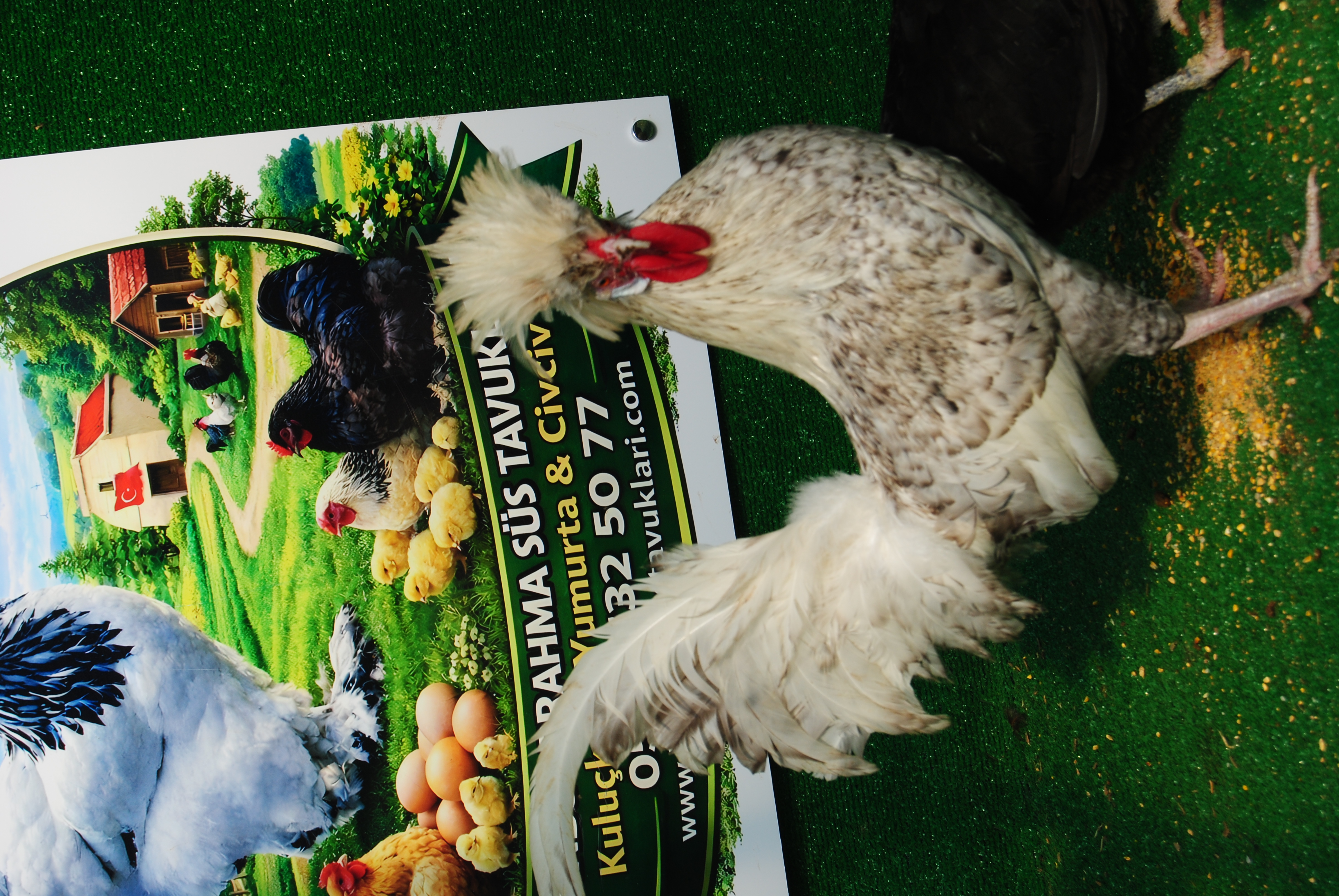 COCO FİZAN KULUÇKALIK YUMURTA