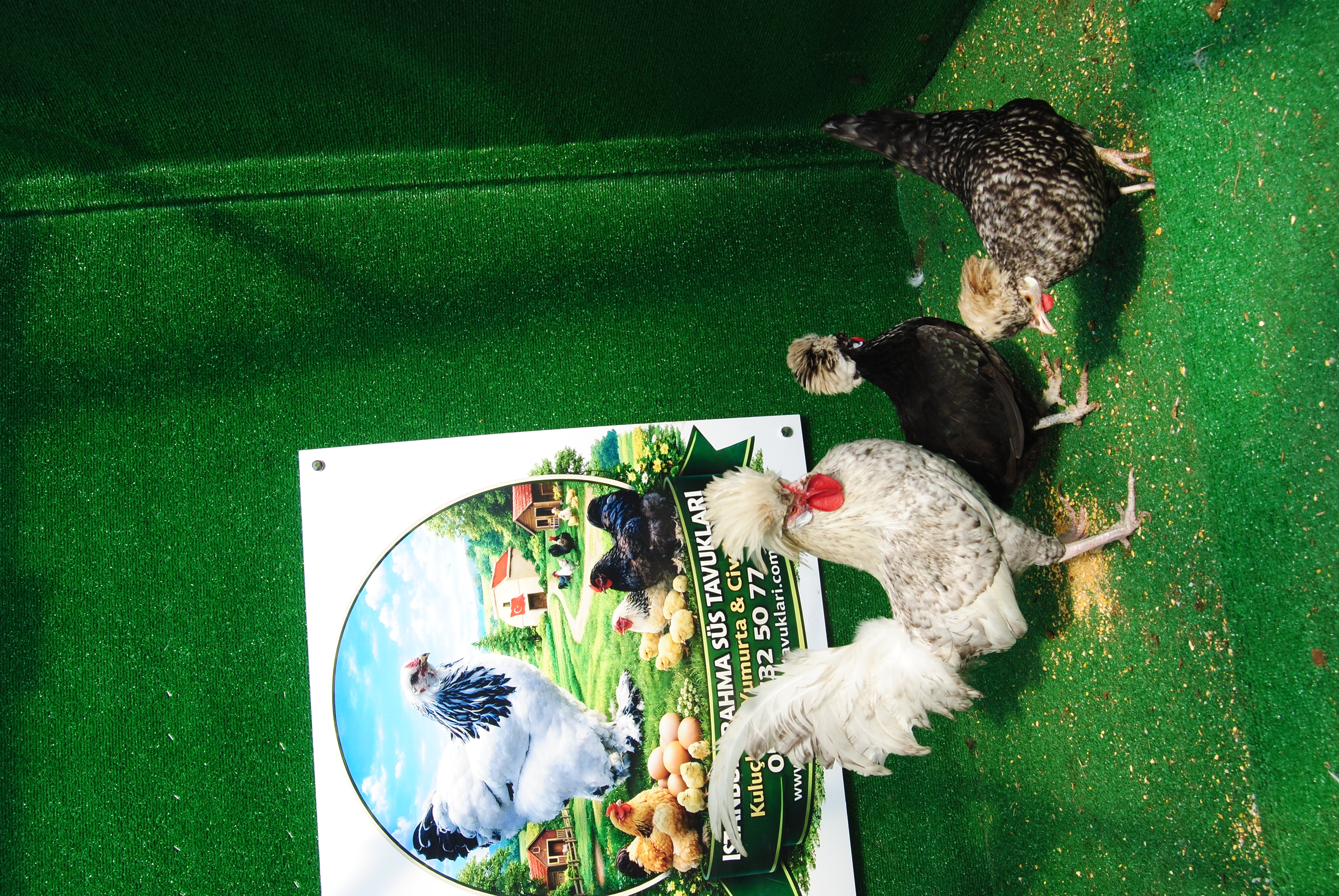 COCO FİZAN KULUÇKALIK YUMURTA