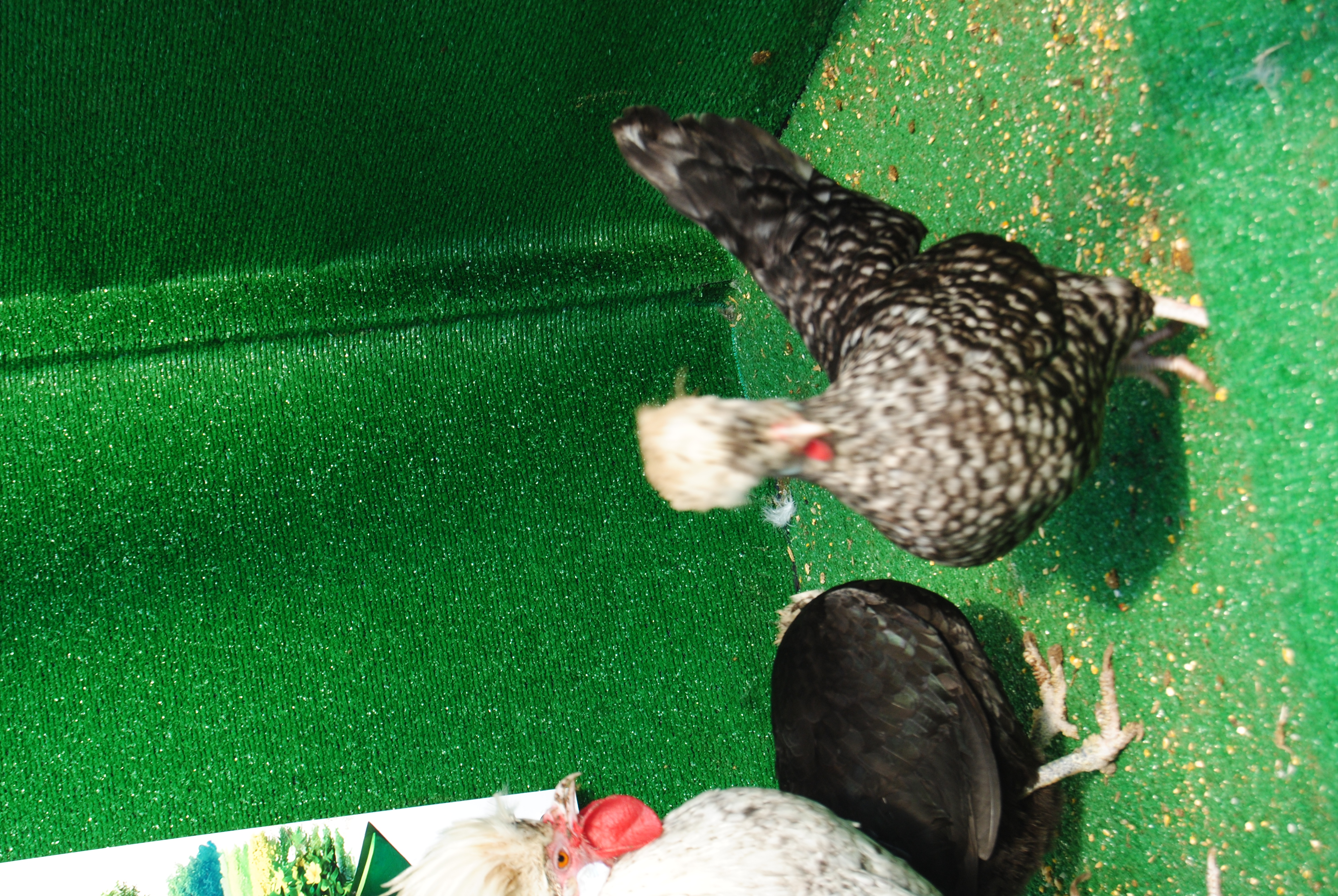 COCO FİZAN KULUÇKALIK YUMURTA