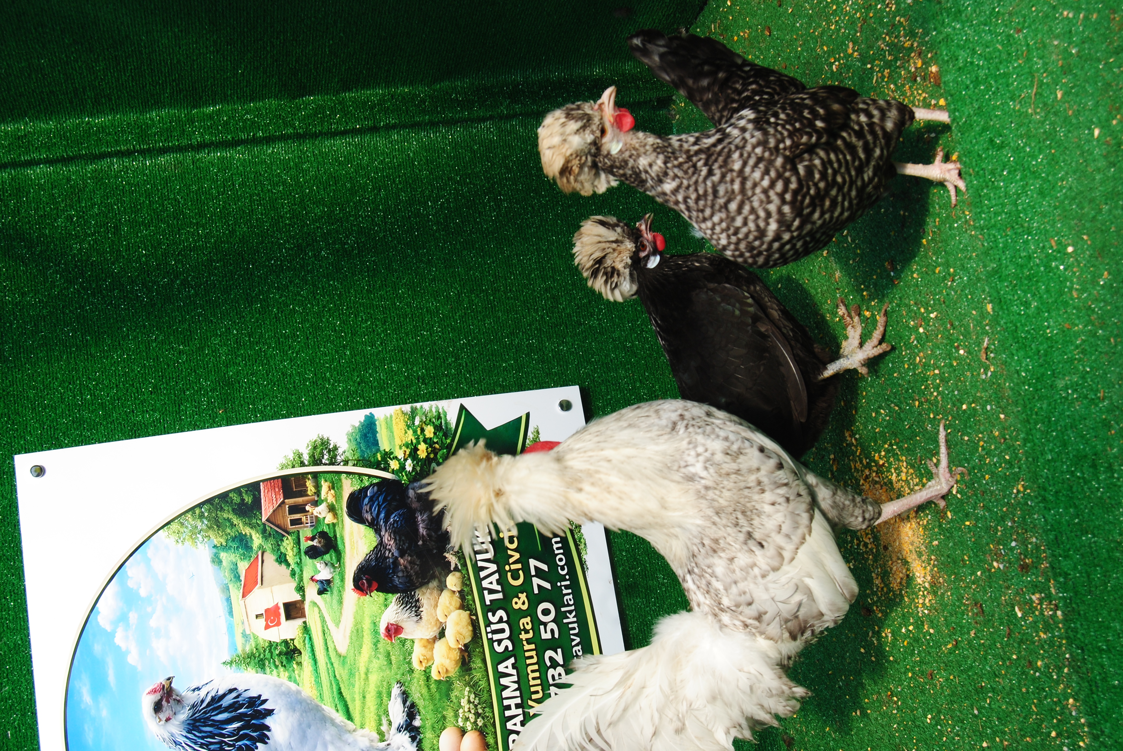 COCO FİZAN KULUÇKALIK YUMURTA