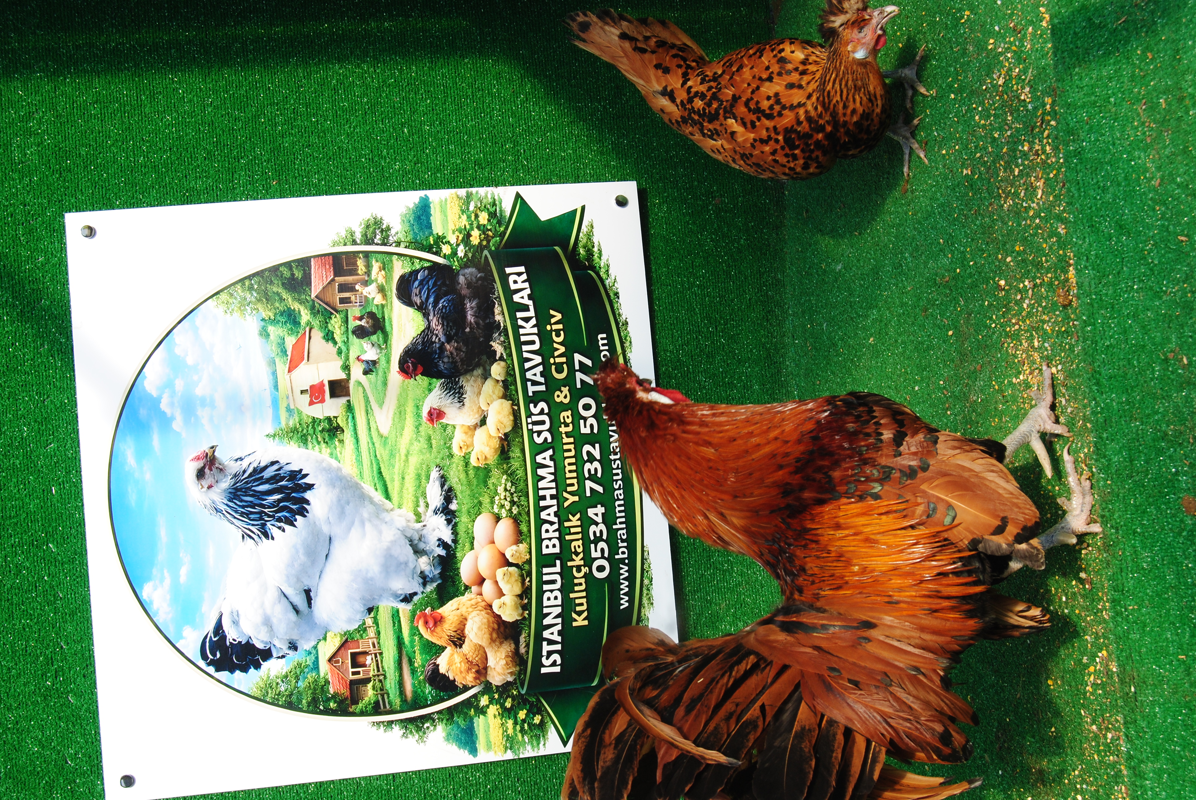 Gold Appenzeller Kuluçkalık Yumurta