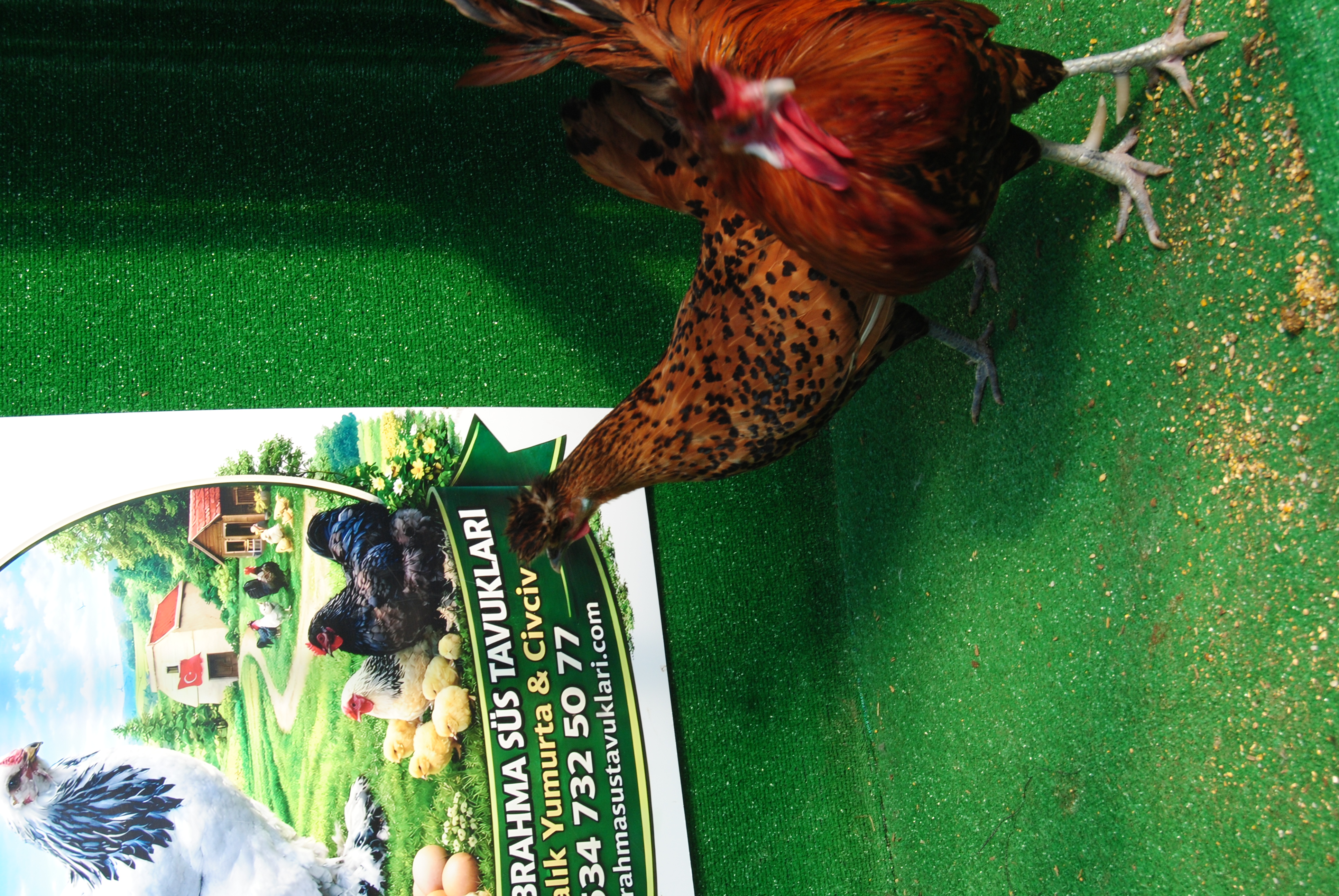 Gold Appenzeller Kuluçkalık Yumurta