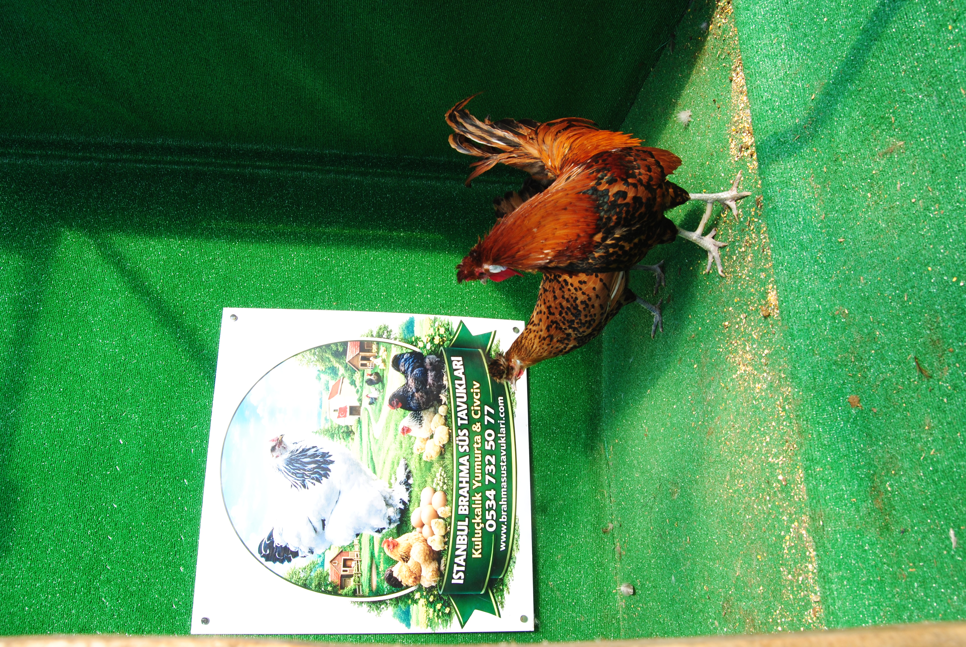 Gold Appenzeller Kuluçkalık Yumurta