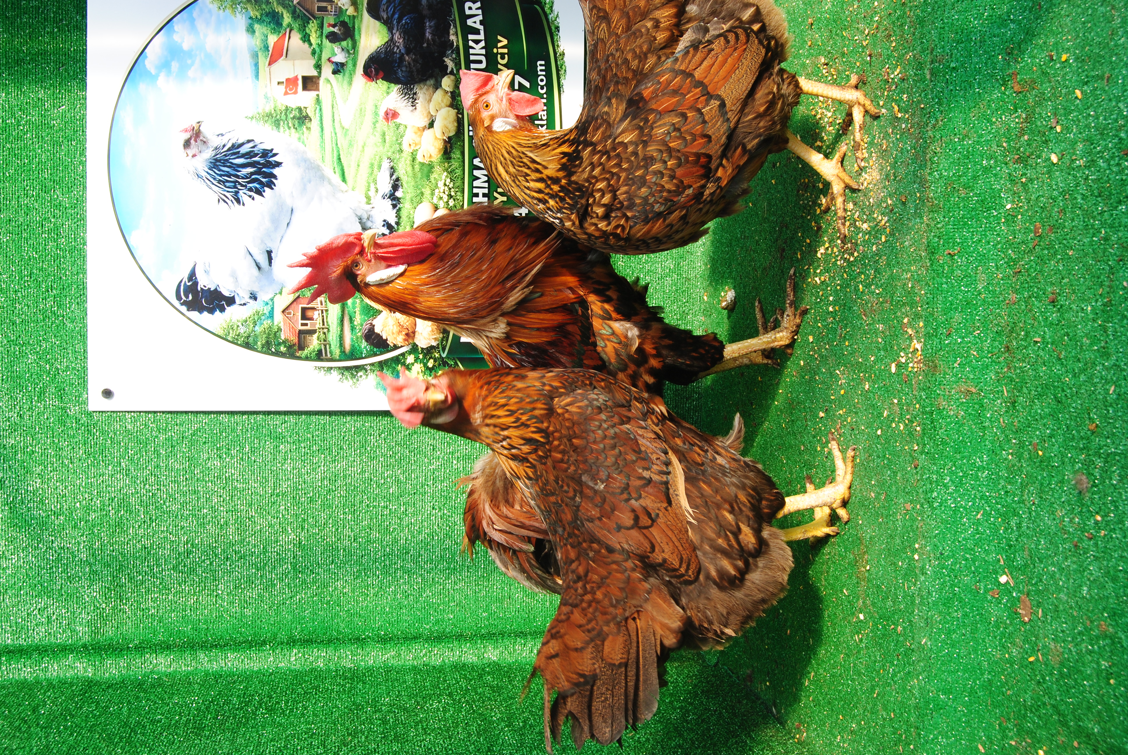 Gold Laced Ligorin Kuluçkalık Yumurta