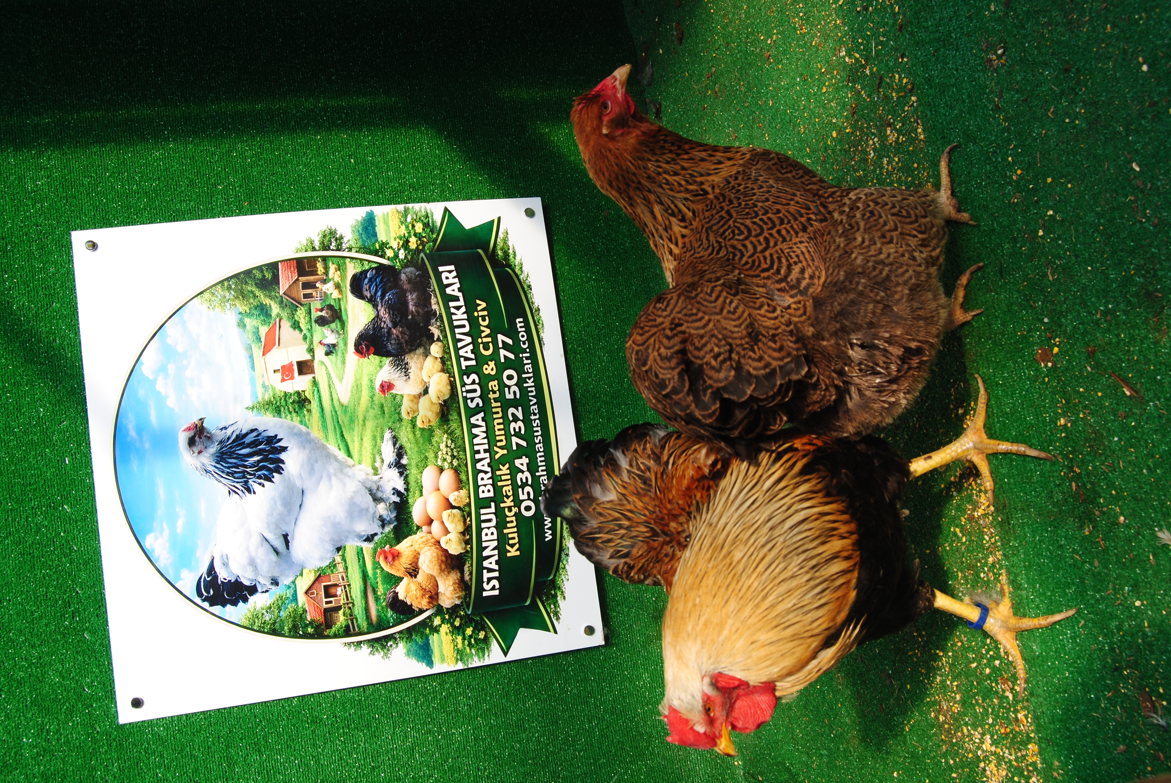 Gold Pencilled Wyandotte Kuluçkalık Yumurta