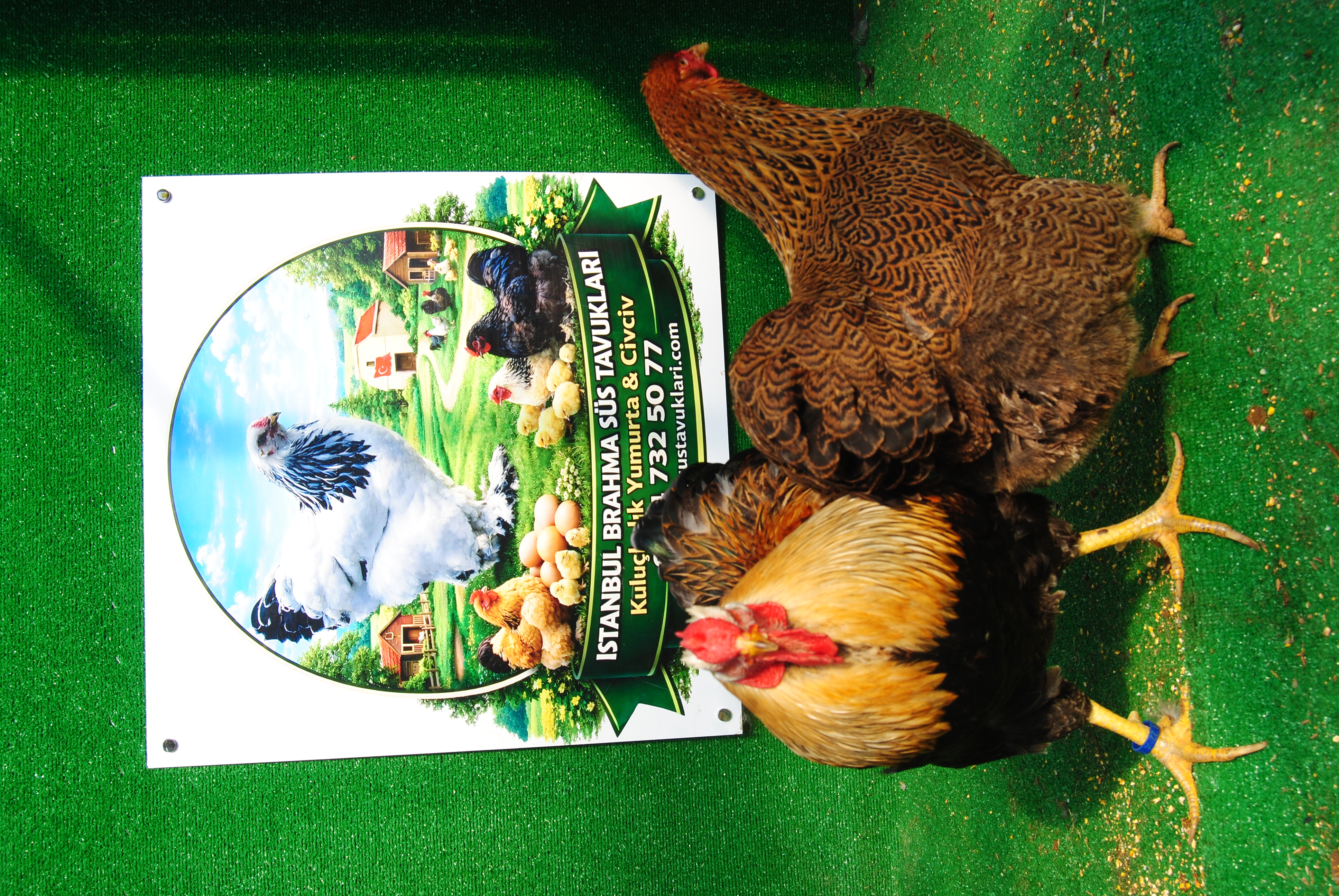 Gold Pencilled Wyandotte Kuluçkalık Yumurta