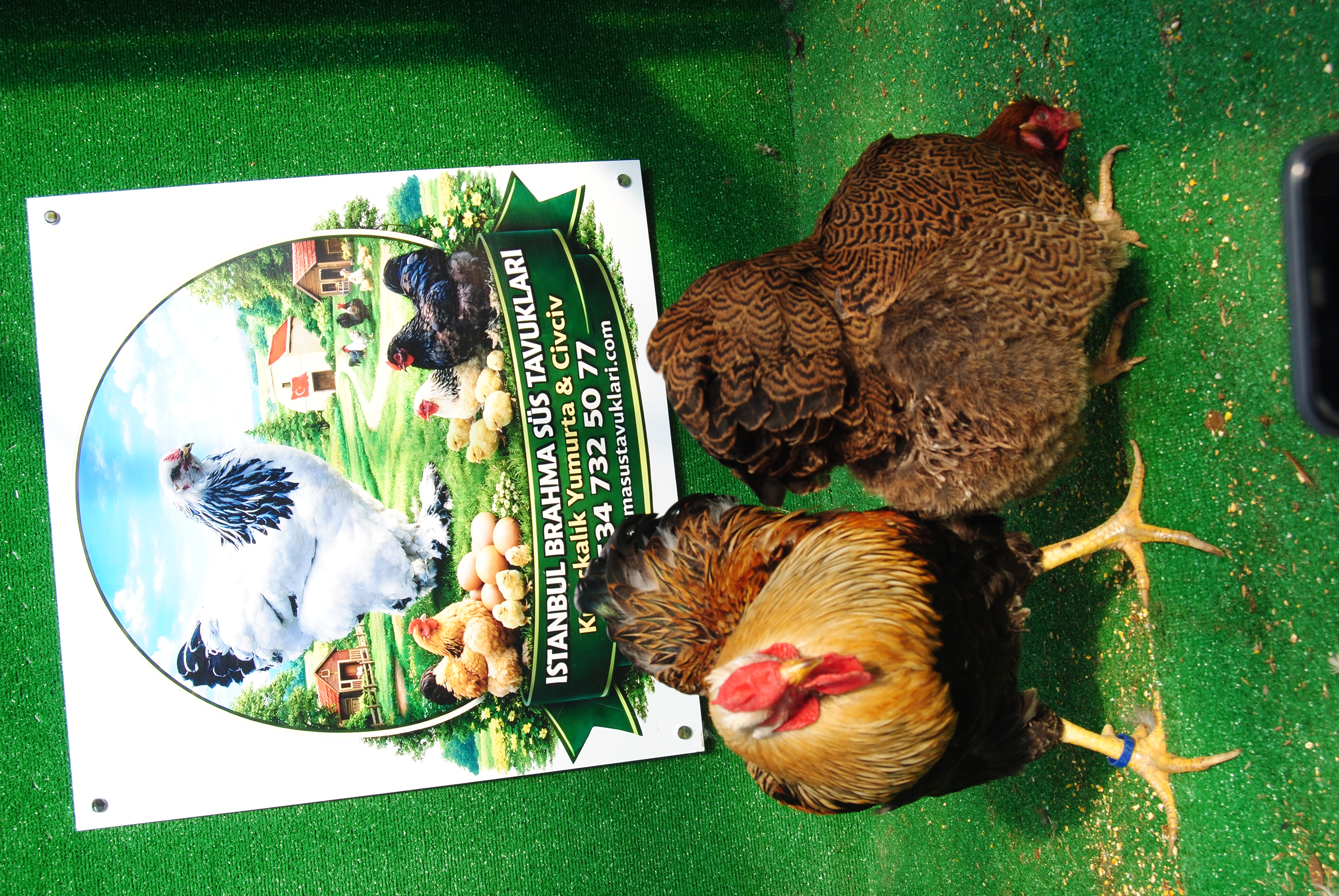 Gold Pencilled Wyandotte Kuluçkalık Yumurta