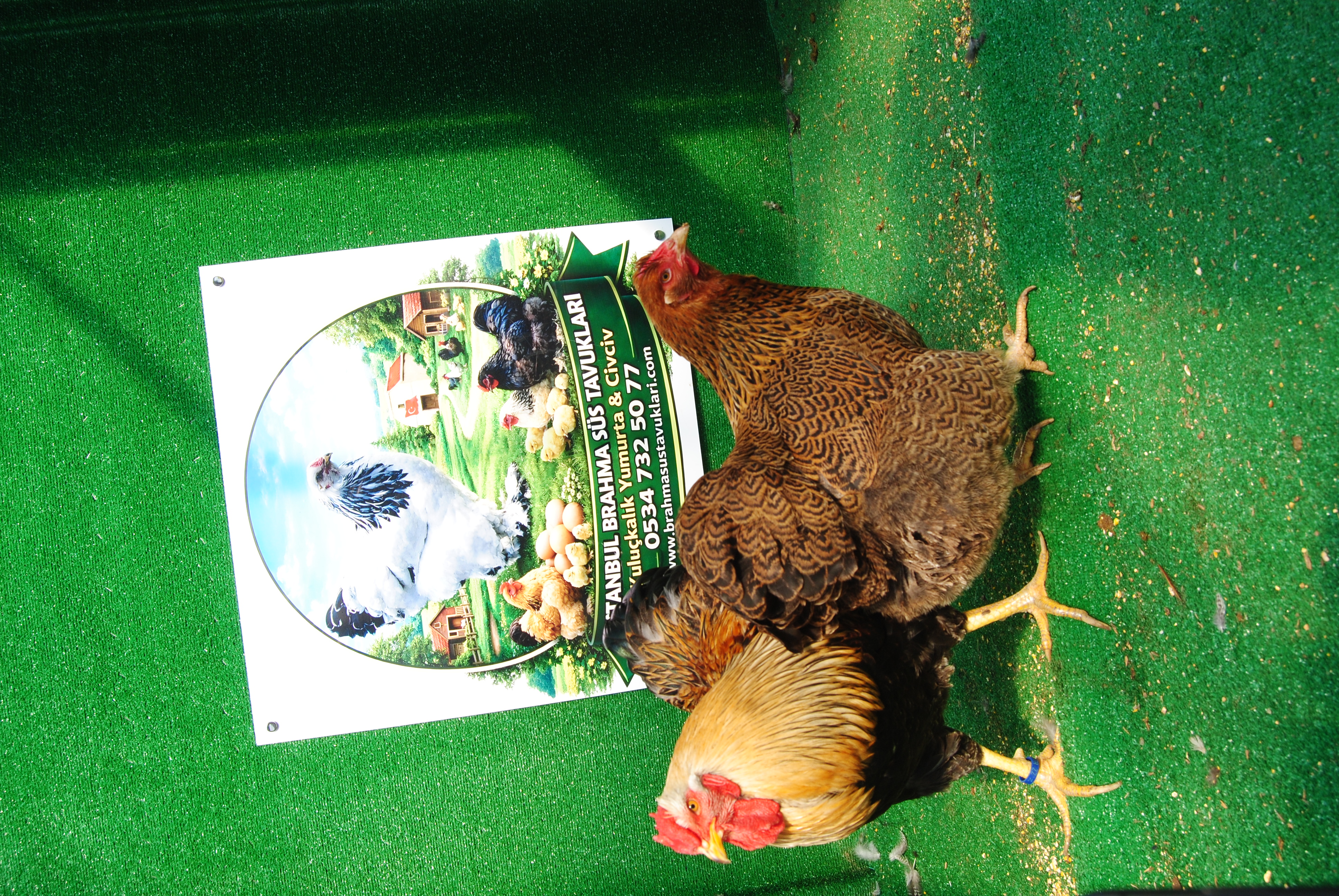 Gold Pencilled Wyandotte Kuluçkalık Yumurta