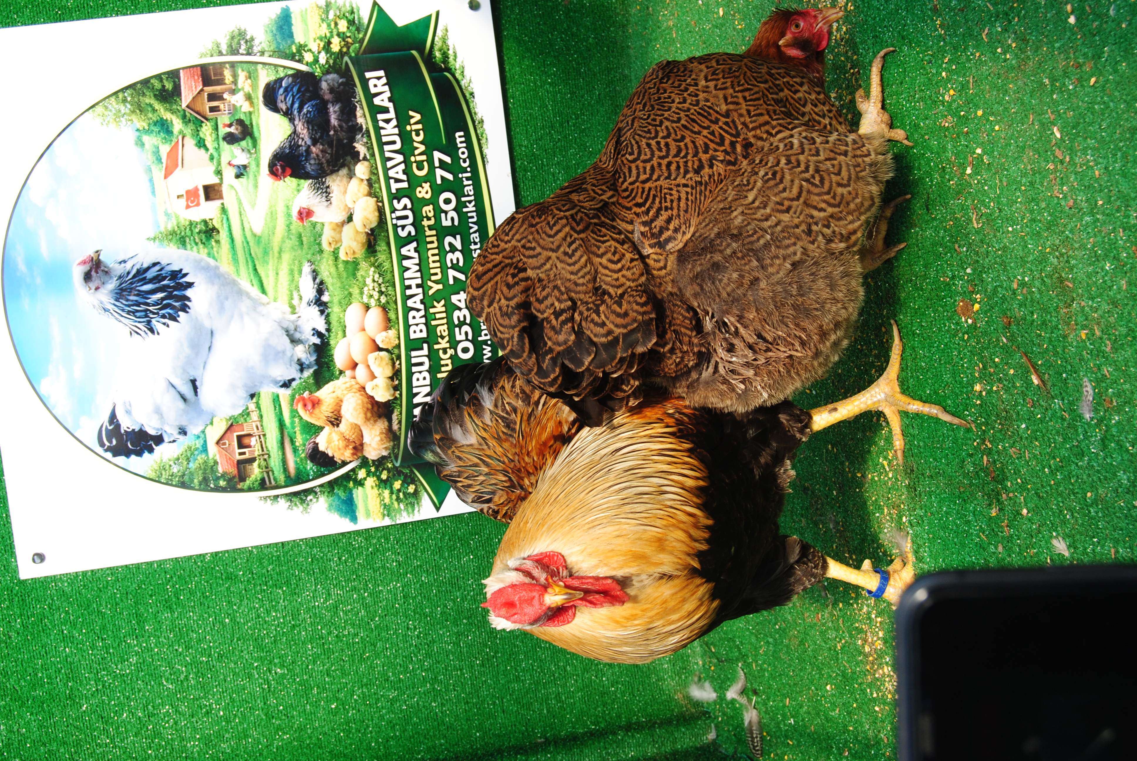 Gold Pencilled Wyandotte Kuluçkalık Yumurta