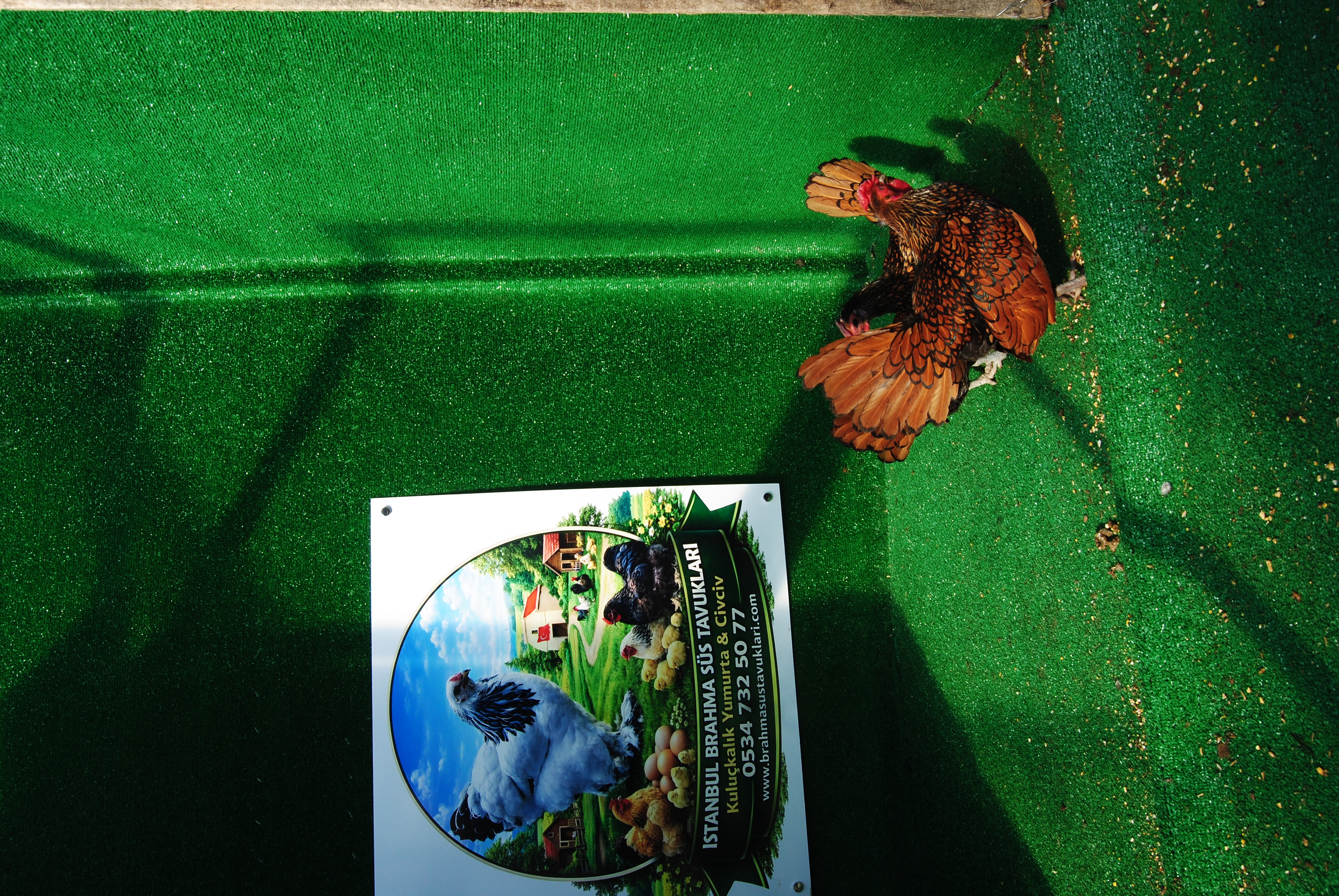 Gold Zibrit Kuluçkalık Yumurta