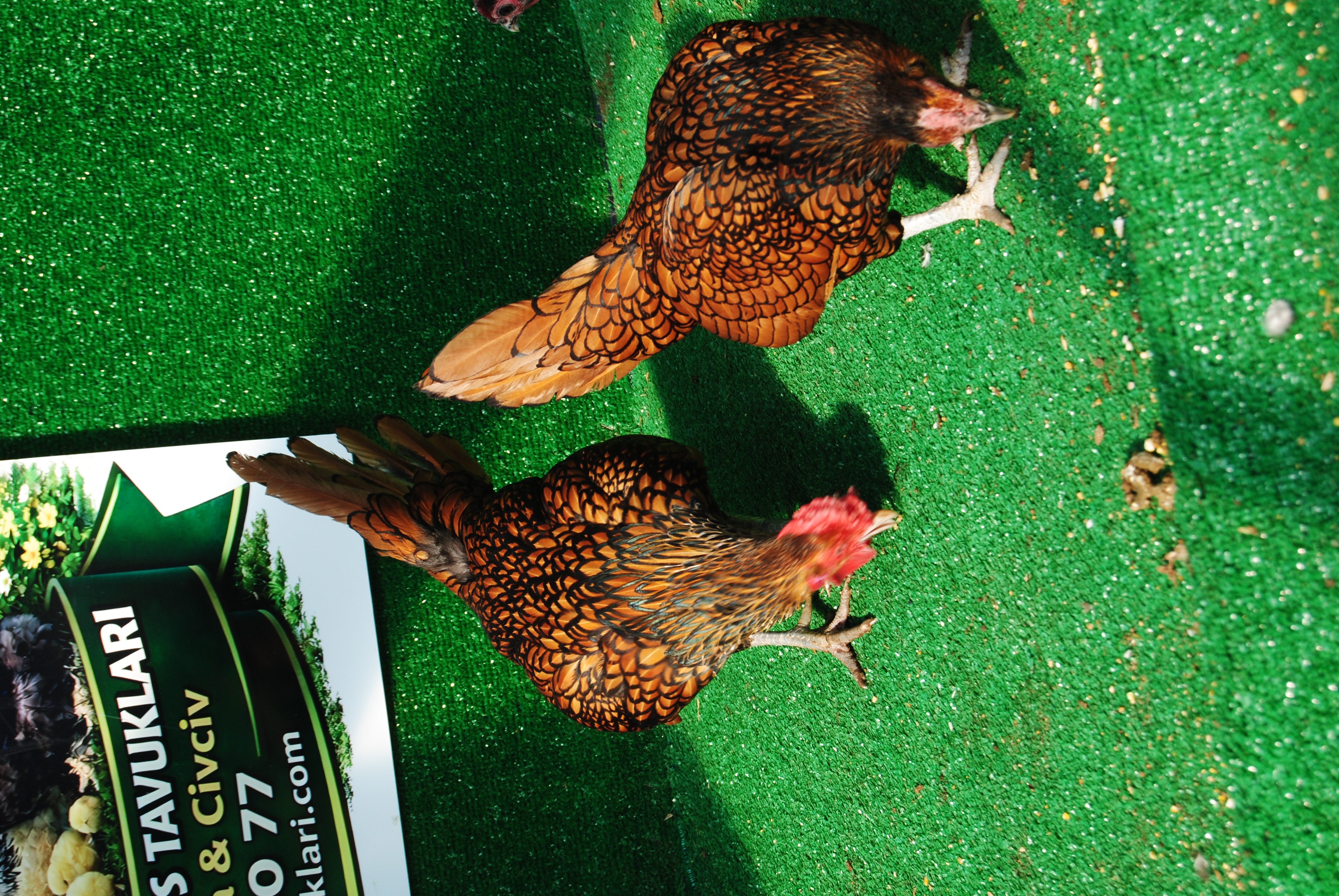 Gold Zibrit Kuluçkalık Yumurta