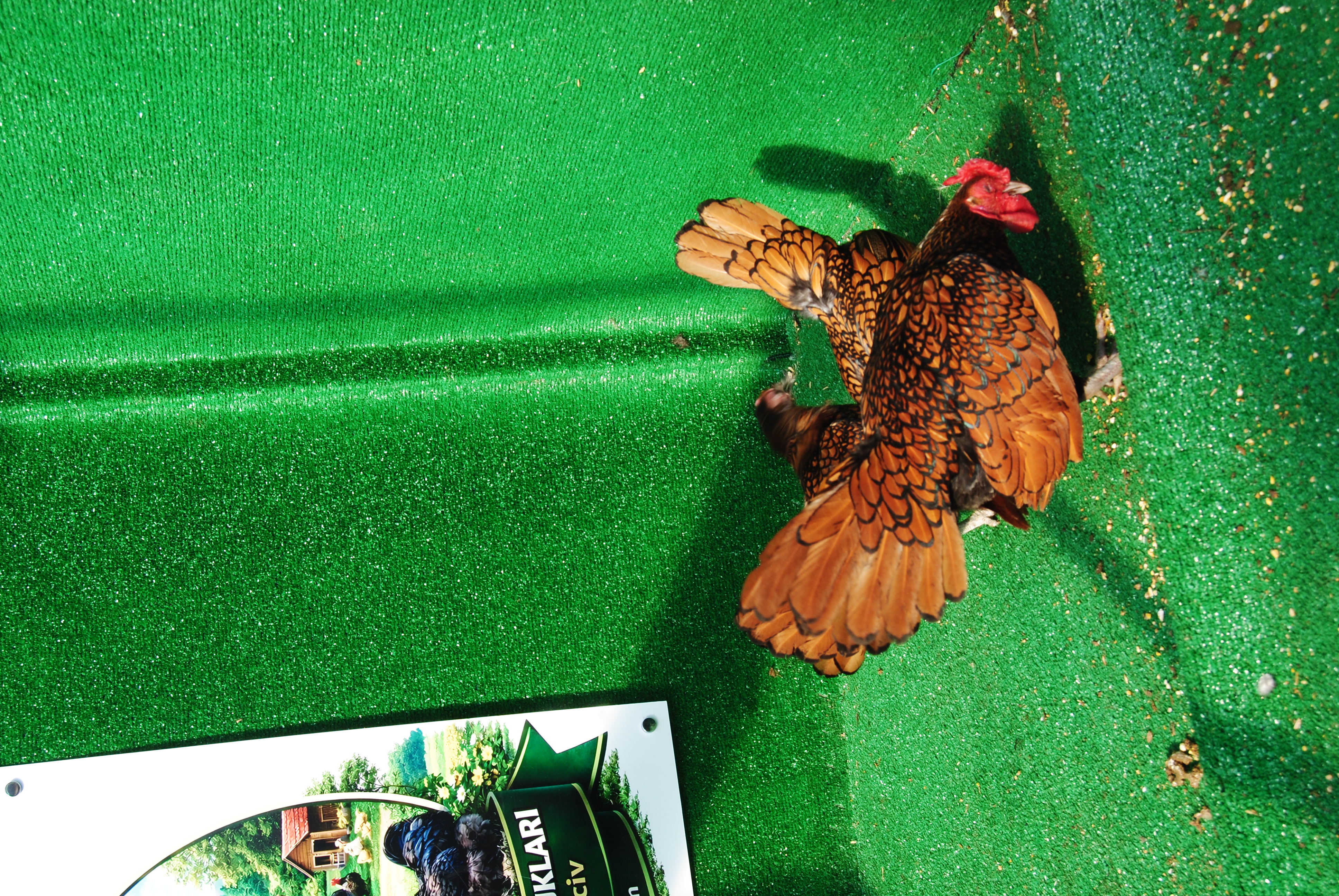 Gold Zibrit Kuluçkalık Yumurta