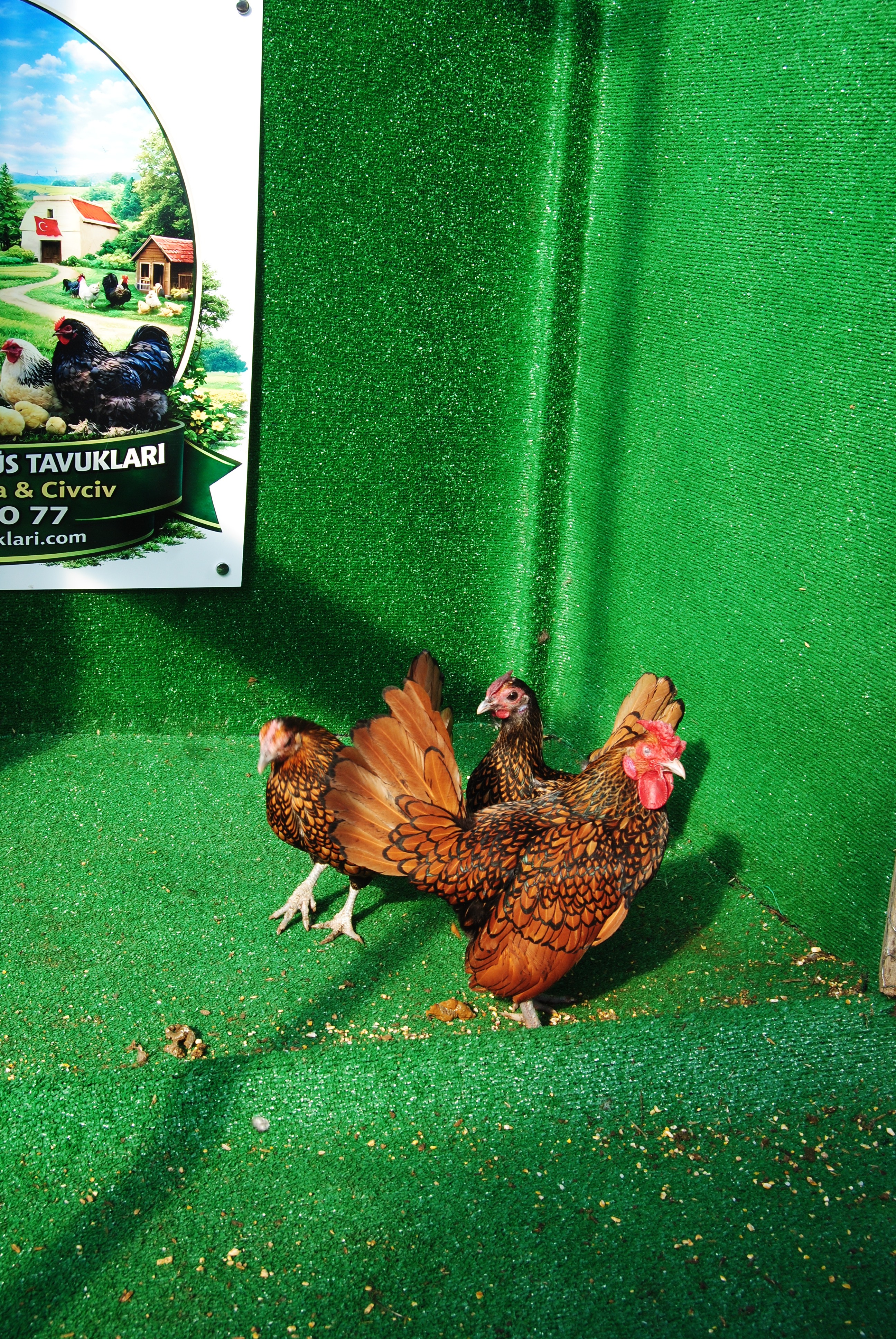 Gold Zibrit Kuluçkalık Yumurta