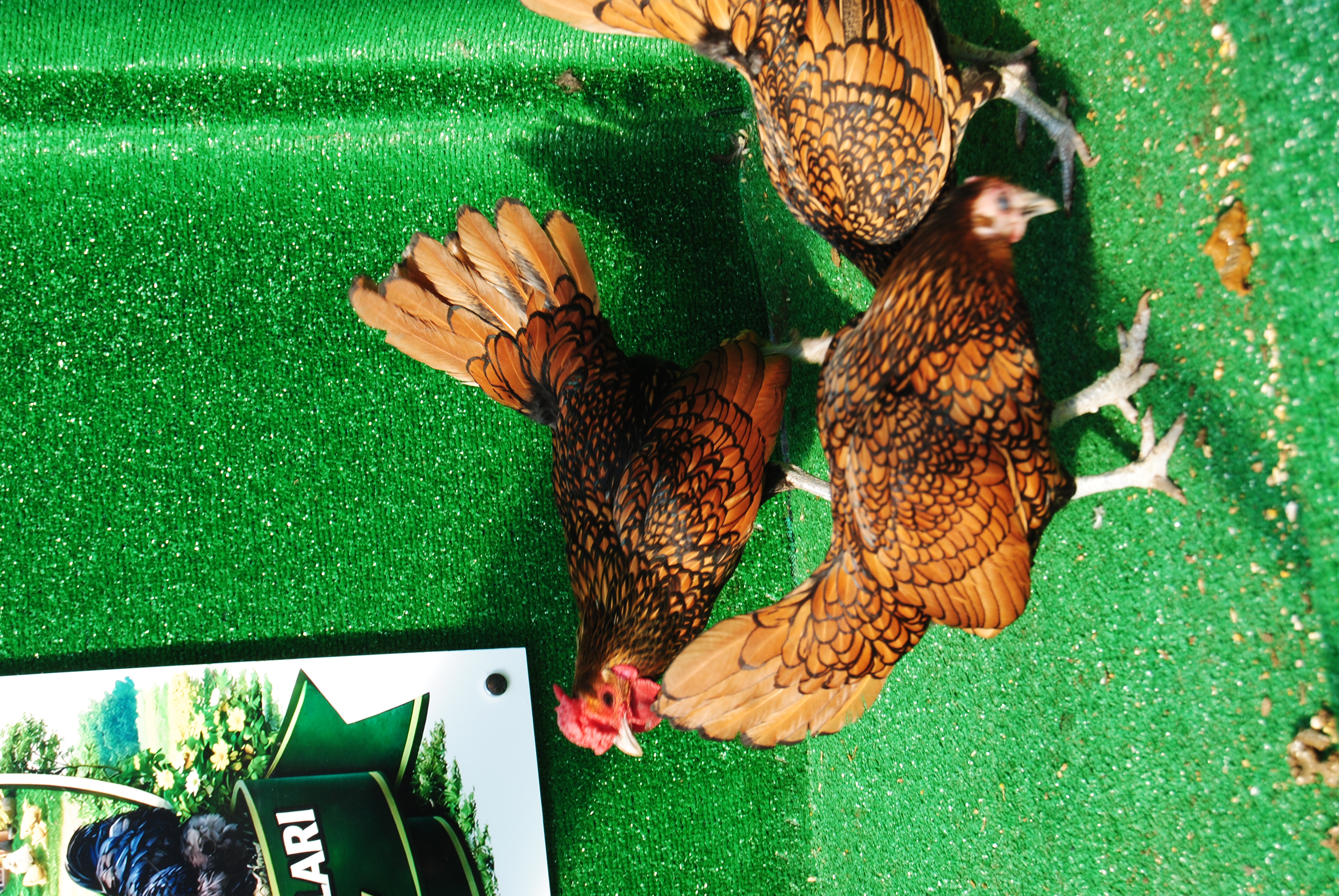 Gold Zibrit Kuluçkalık Yumurta