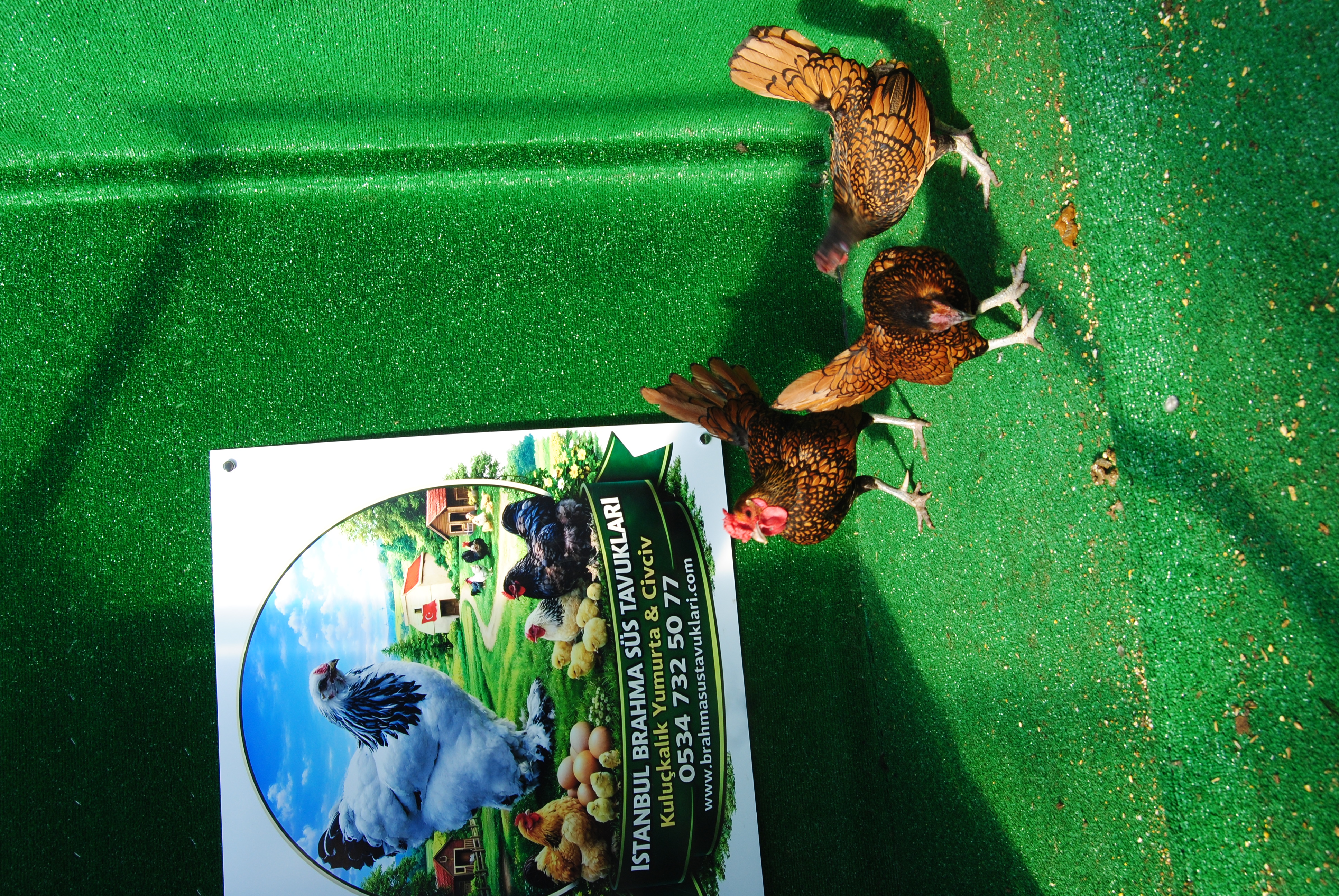 Gold Zibrit Kuluçkalık Yumurta