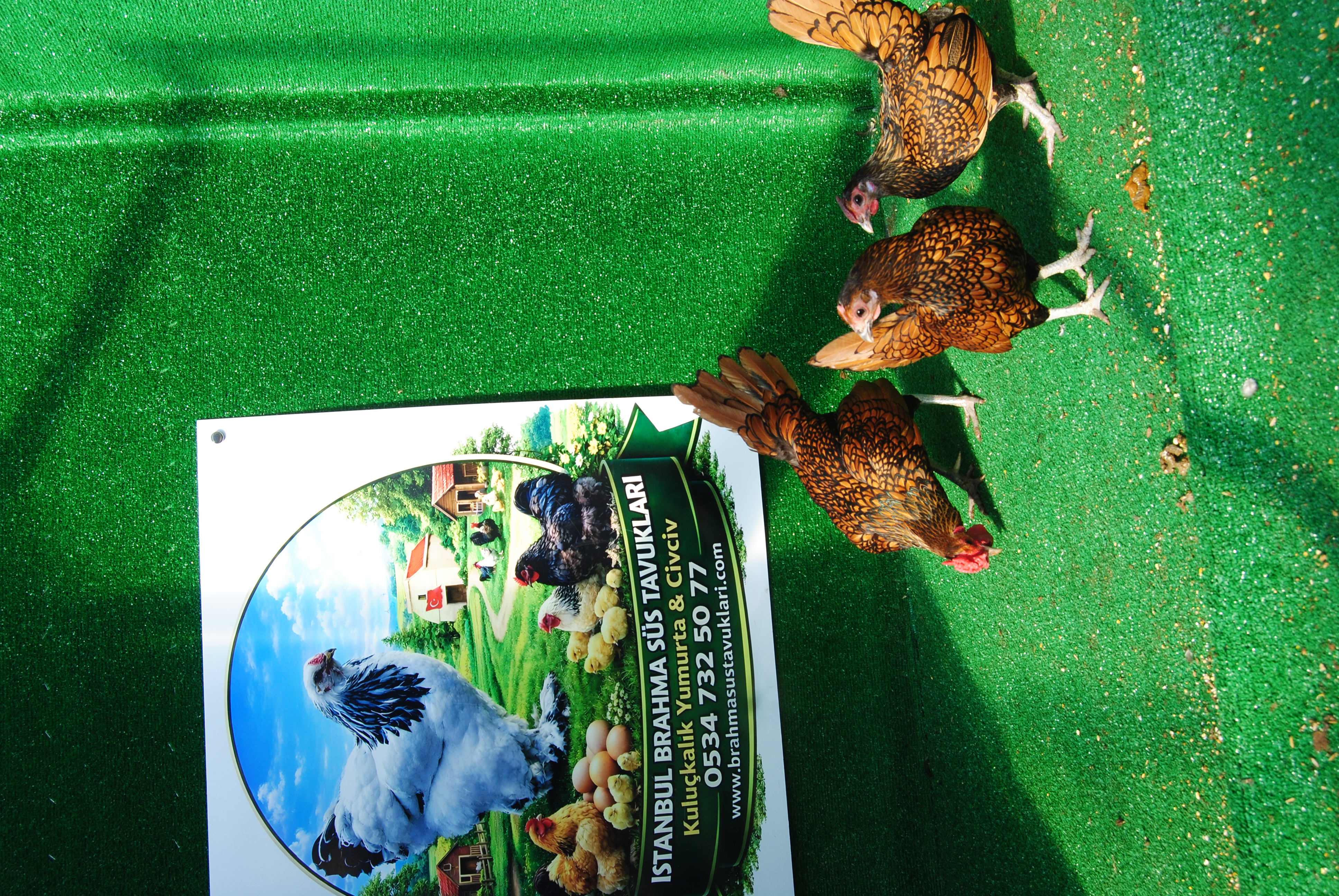 Gold Zibrit Kuluçkalık Yumurta