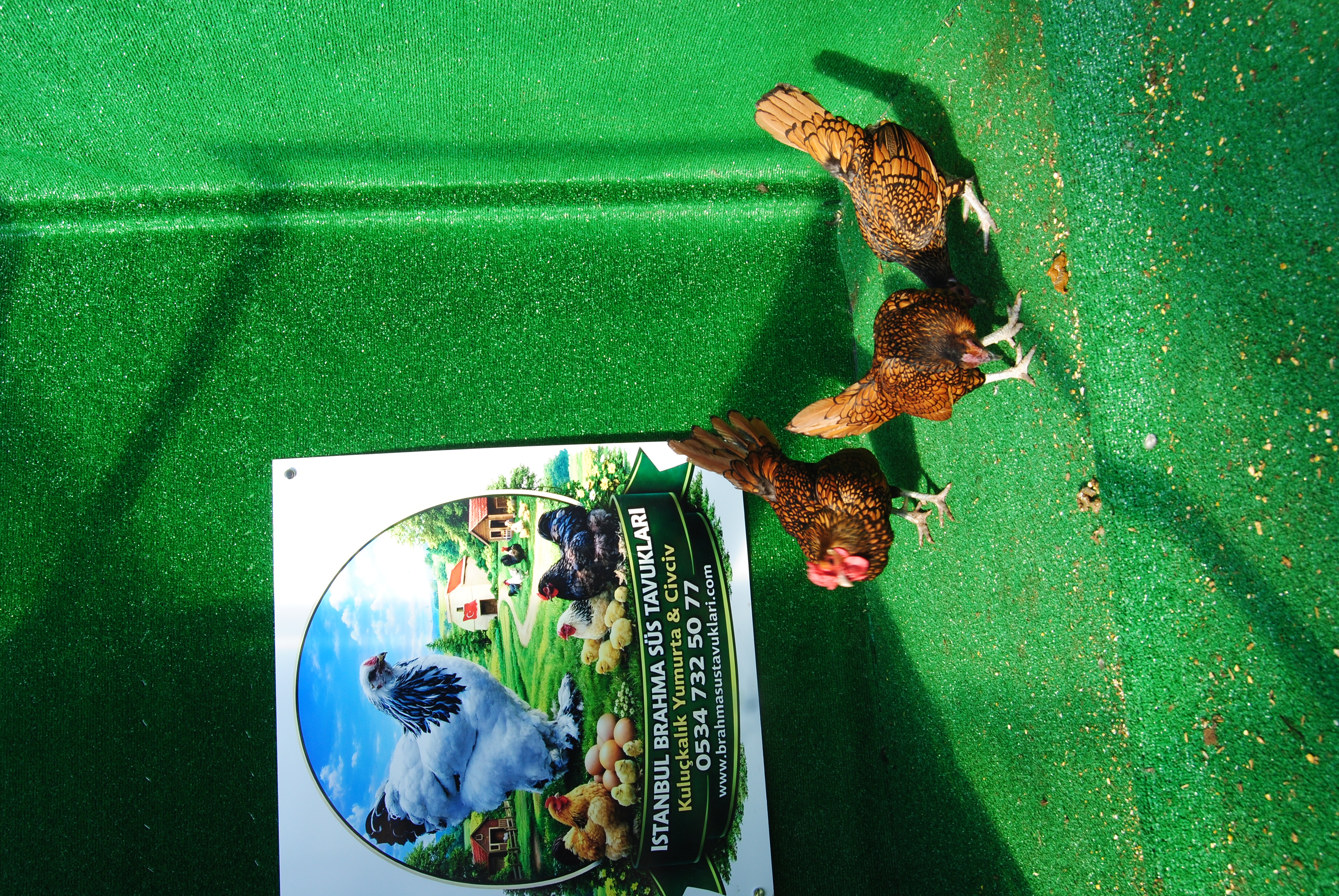 Gold Zibrit Kuluçkalık Yumurta