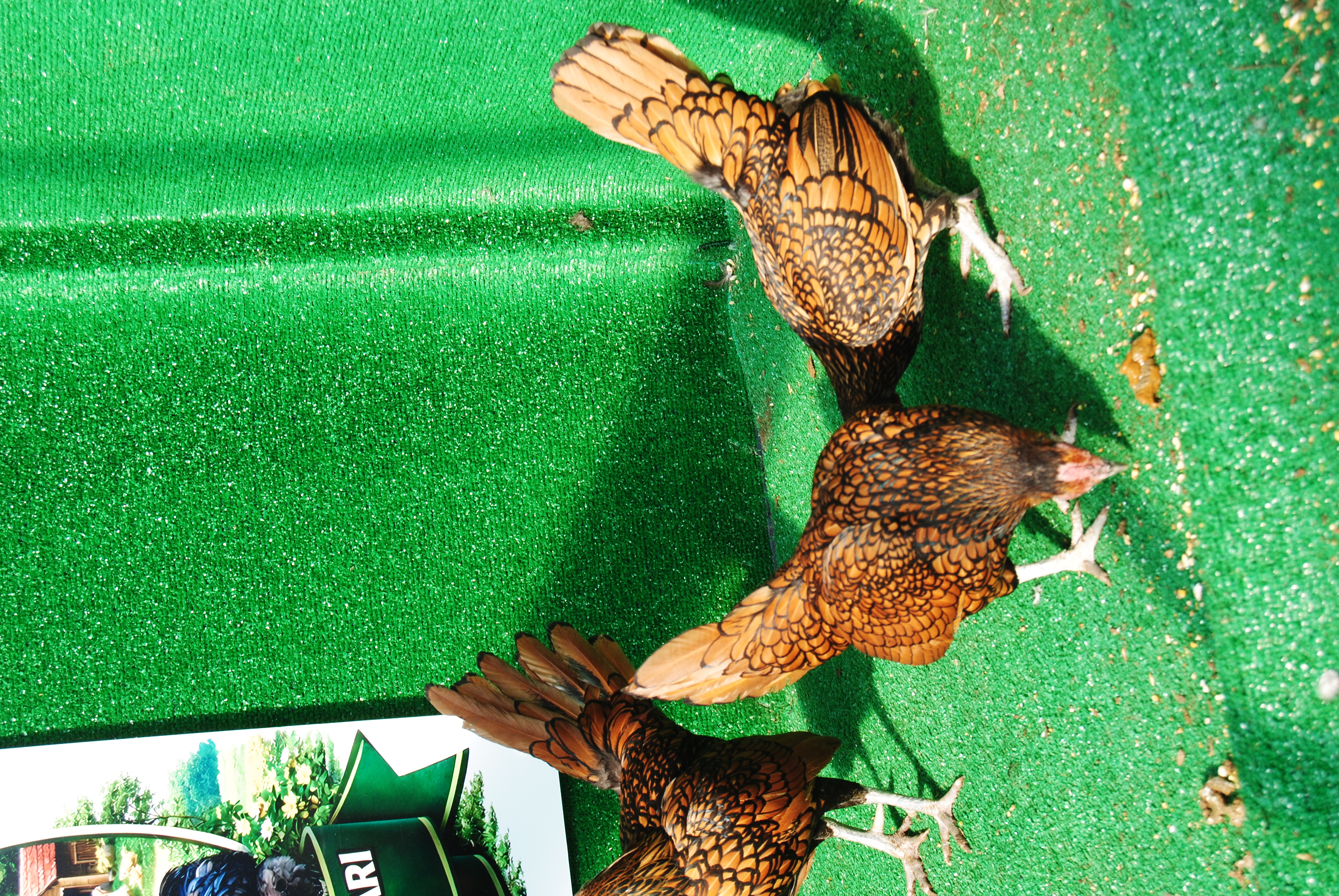 Gold Zibrit Kuluçkalık Yumurta