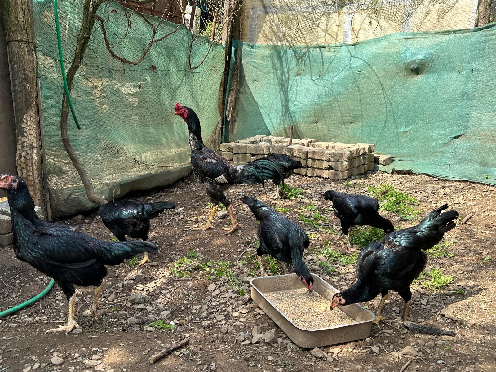 Hint Tavuk Kuluçkalık Yumurta