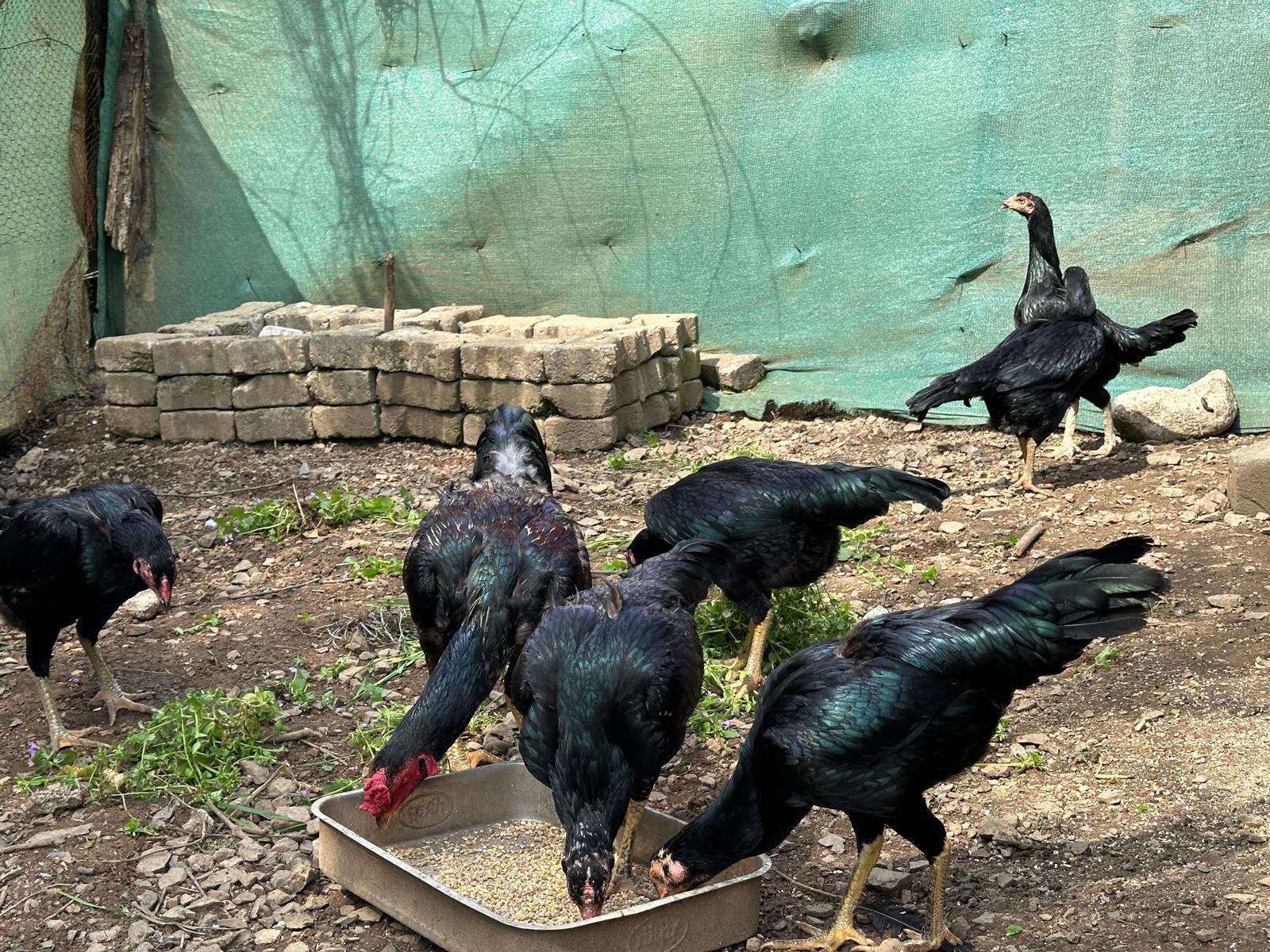 Hint Tavuk Kuluçkalık Yumurta