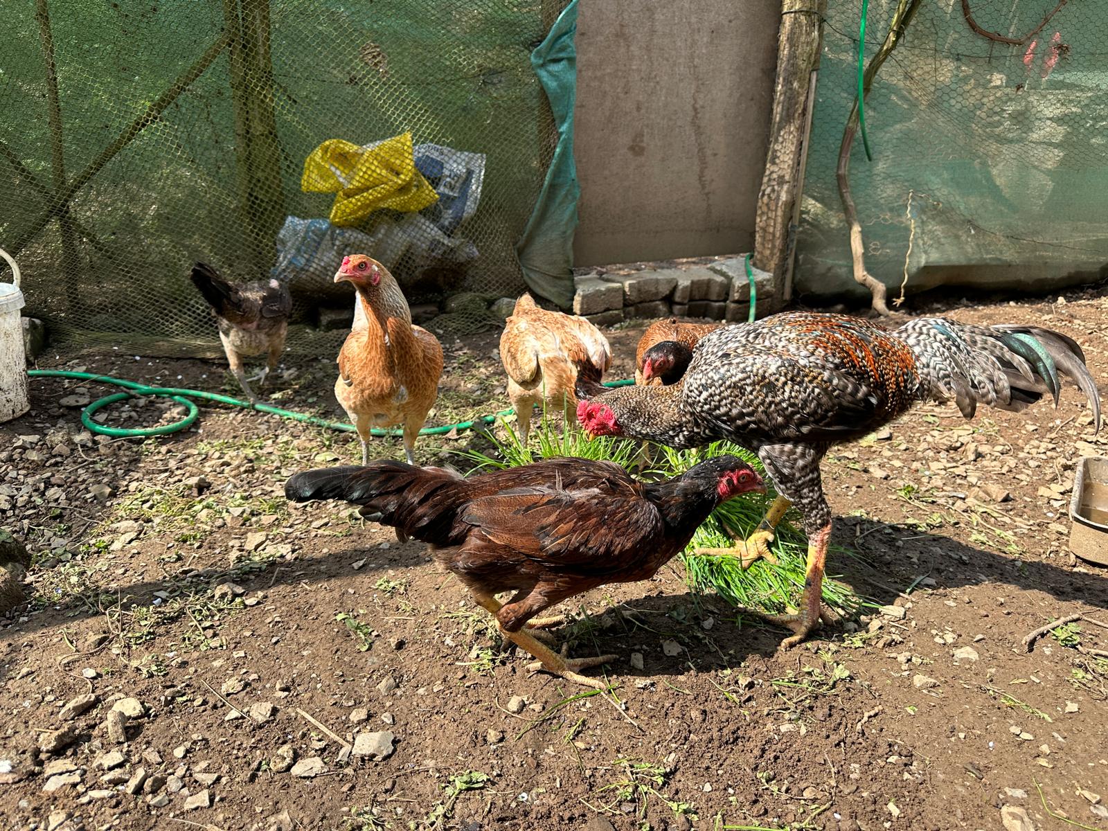 Hint Tavuk Kuluçkalık Yumurta