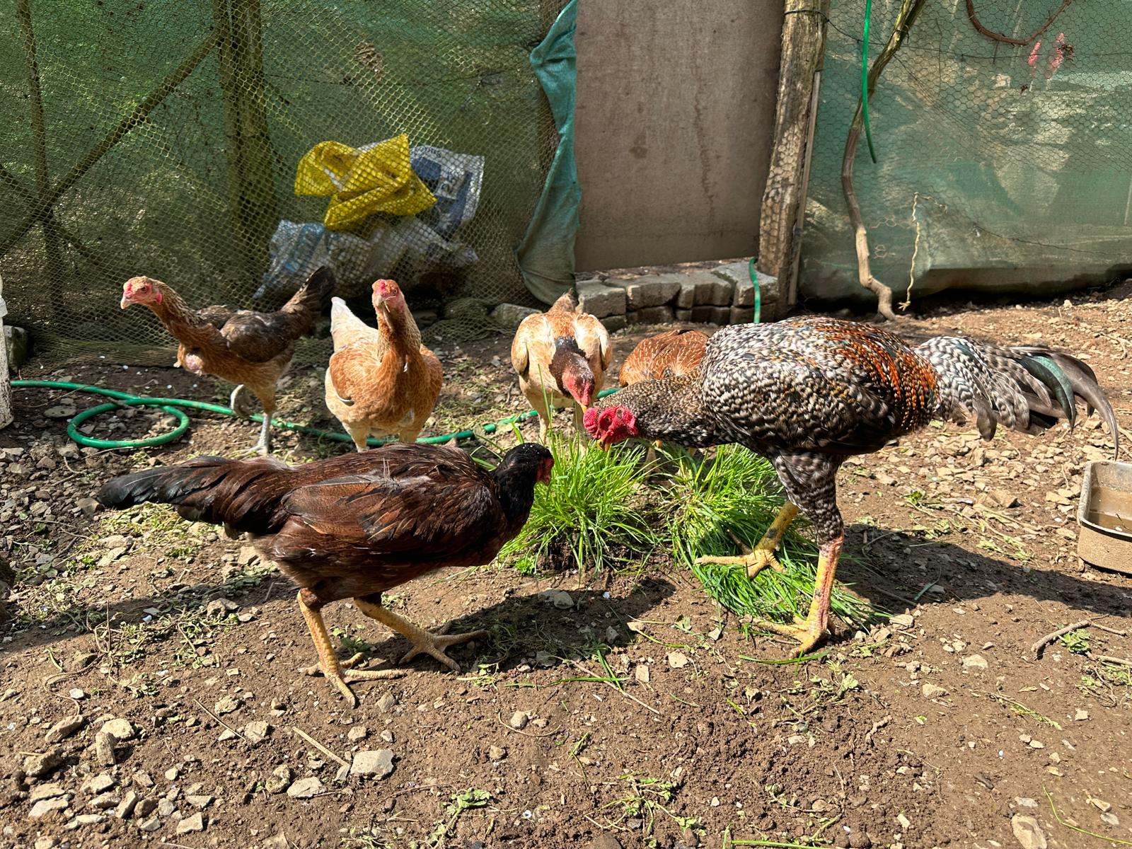 Hint Tavuk Kuluçkalık Yumurta