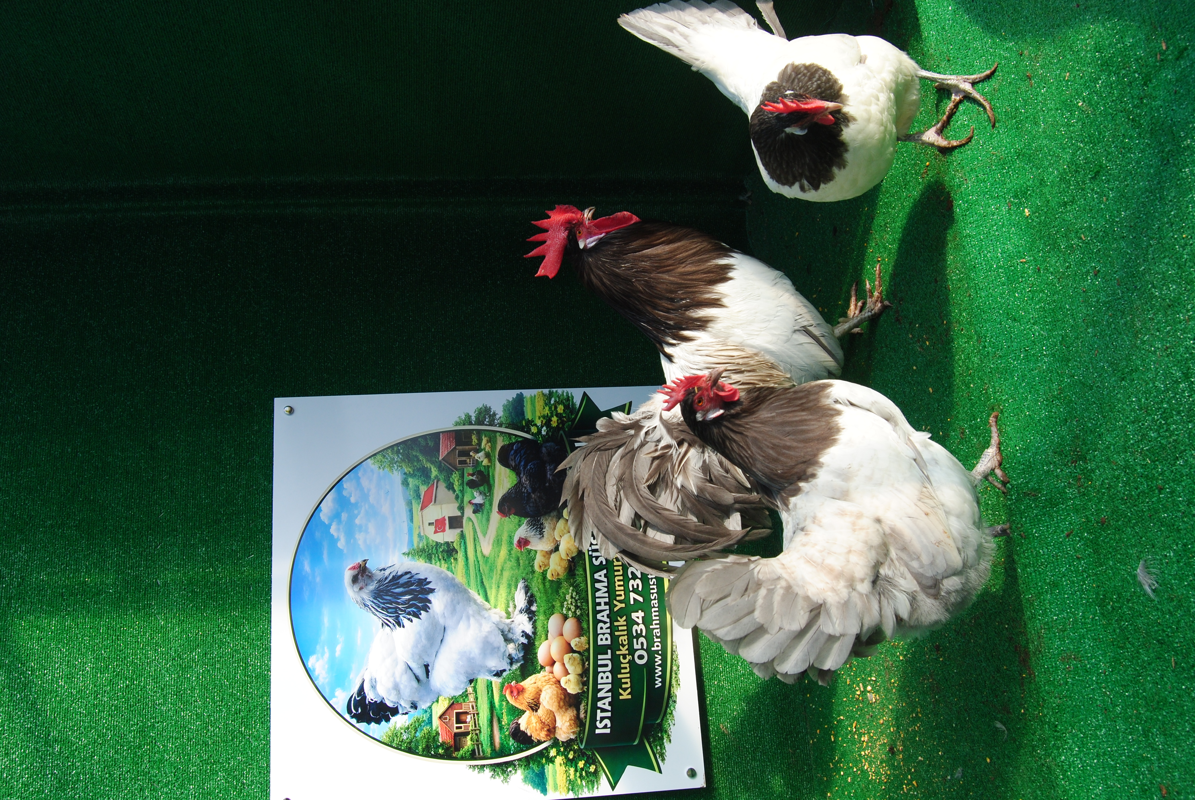 Blue Lakenvalder Kuluçkalık Yumurta