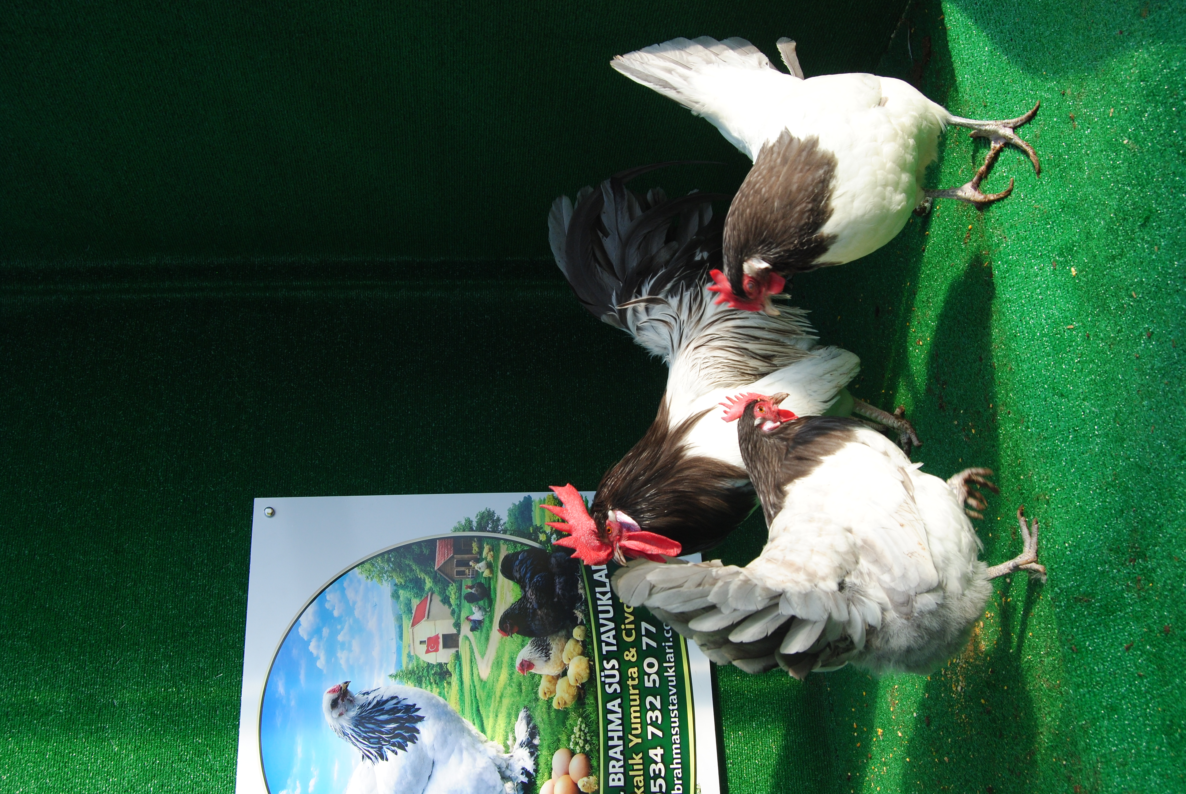 Blue Lakenvalder Kuluçkalık Yumurta