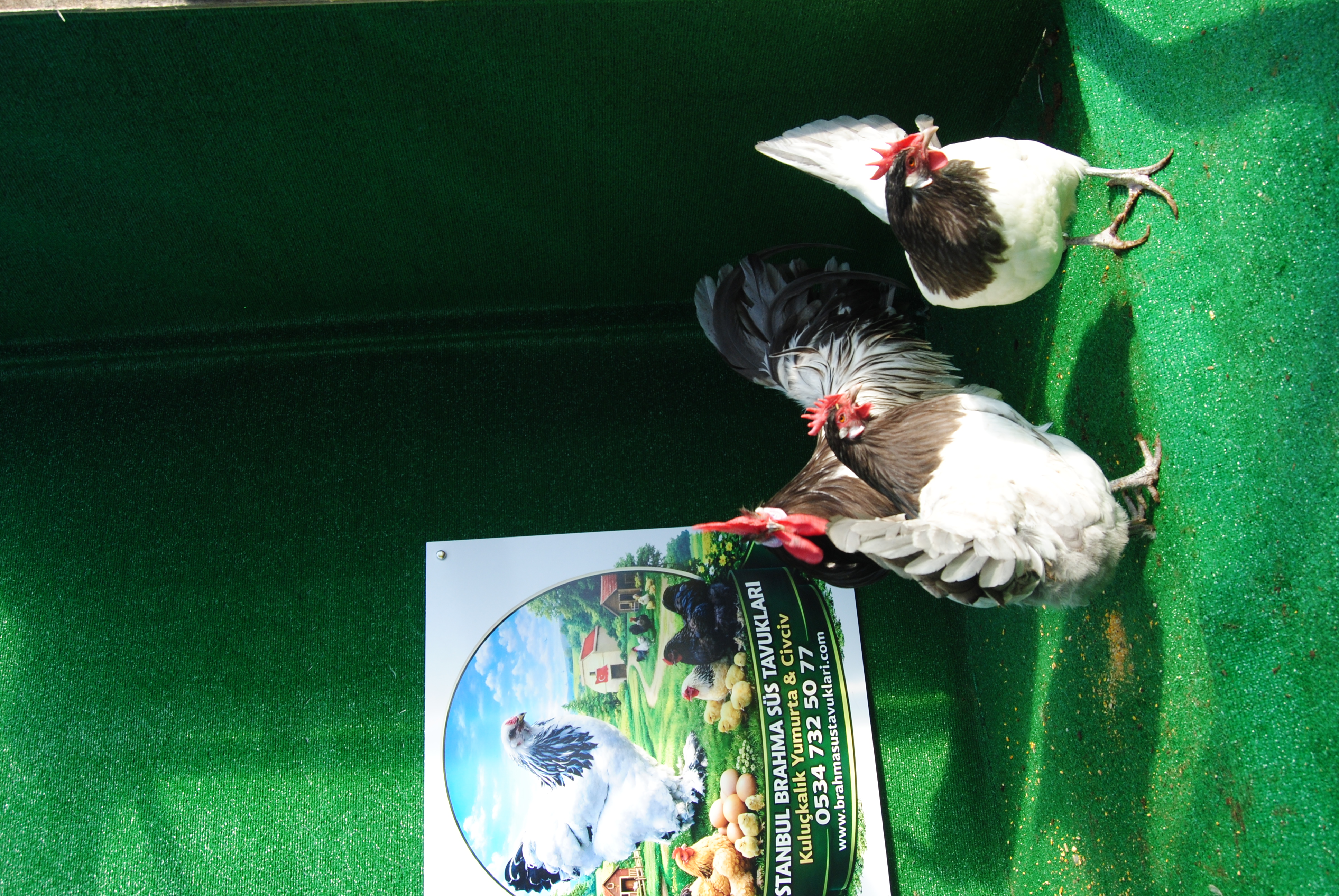 Blue Lakenvalder Kuluçkalık Yumurta