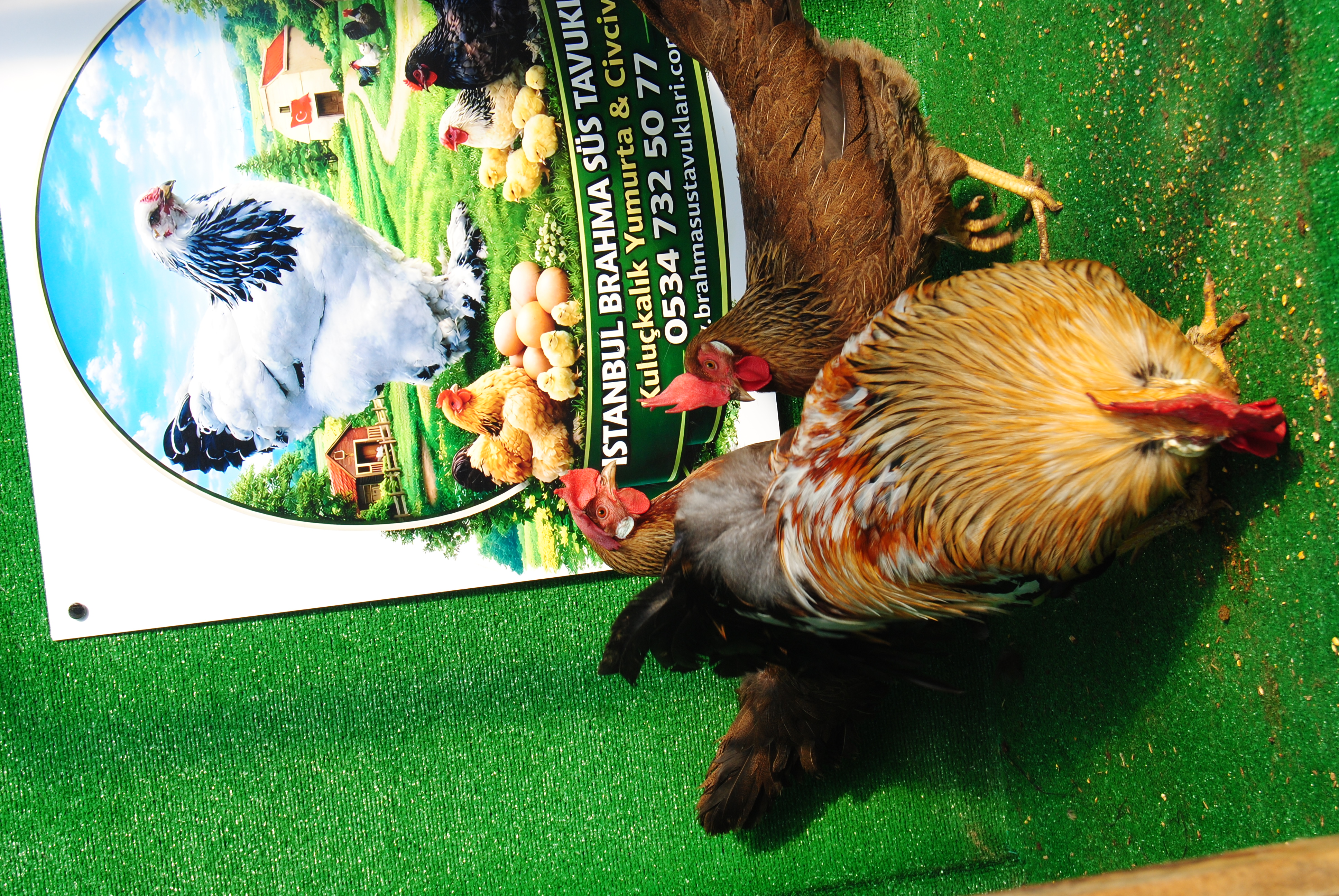 Orange Ligorin Kuluçkalık Yumurta