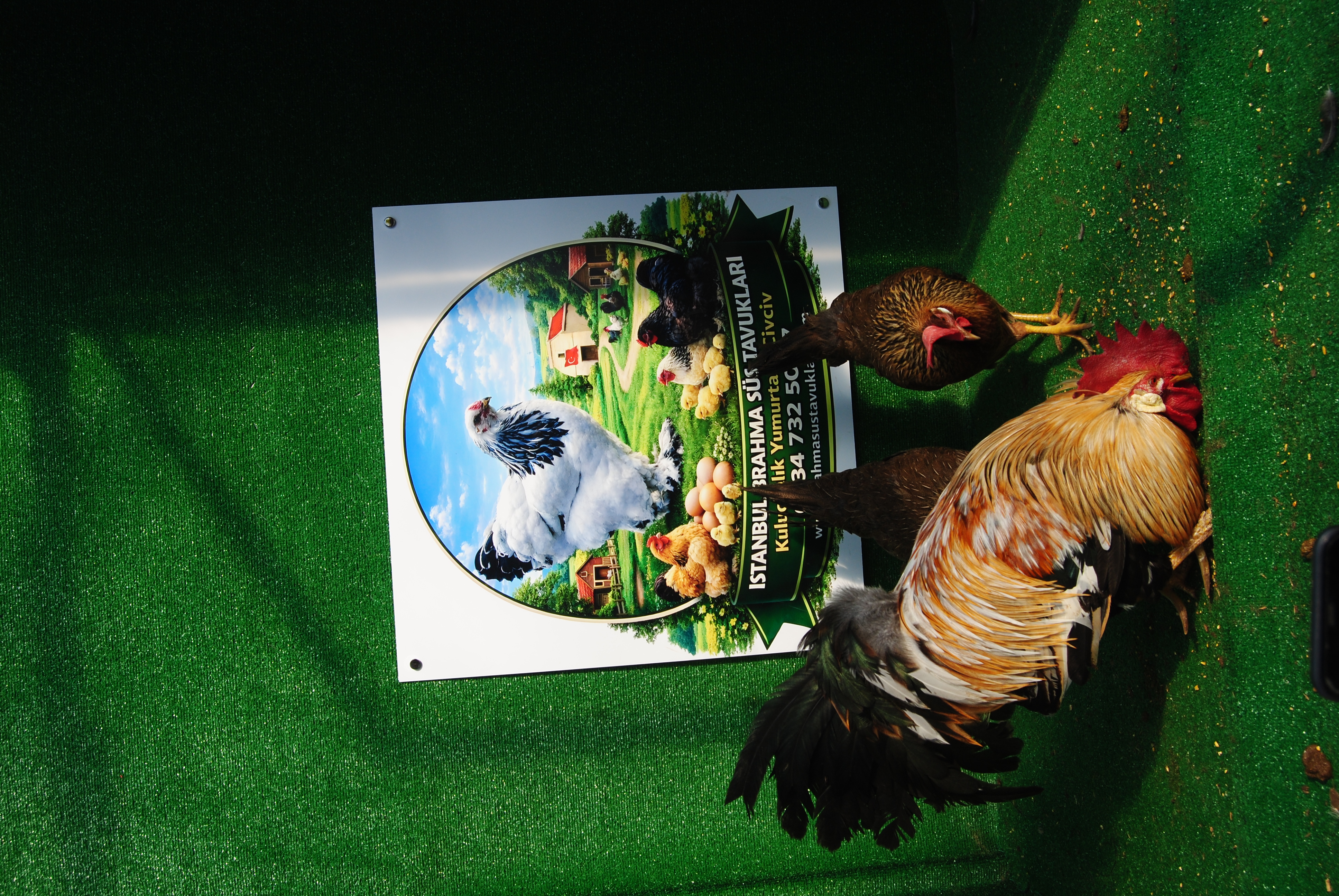 Orange Ligorin Kuluçkalık Yumurta