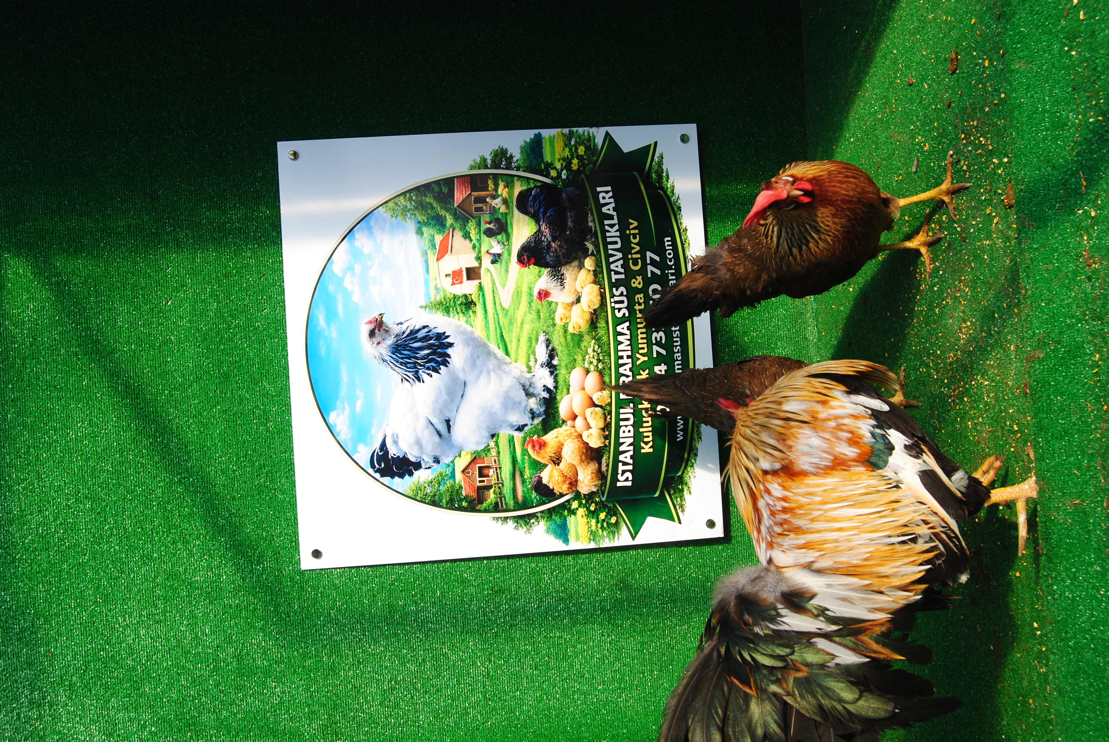 Orange Ligorin Kuluçkalık Yumurta