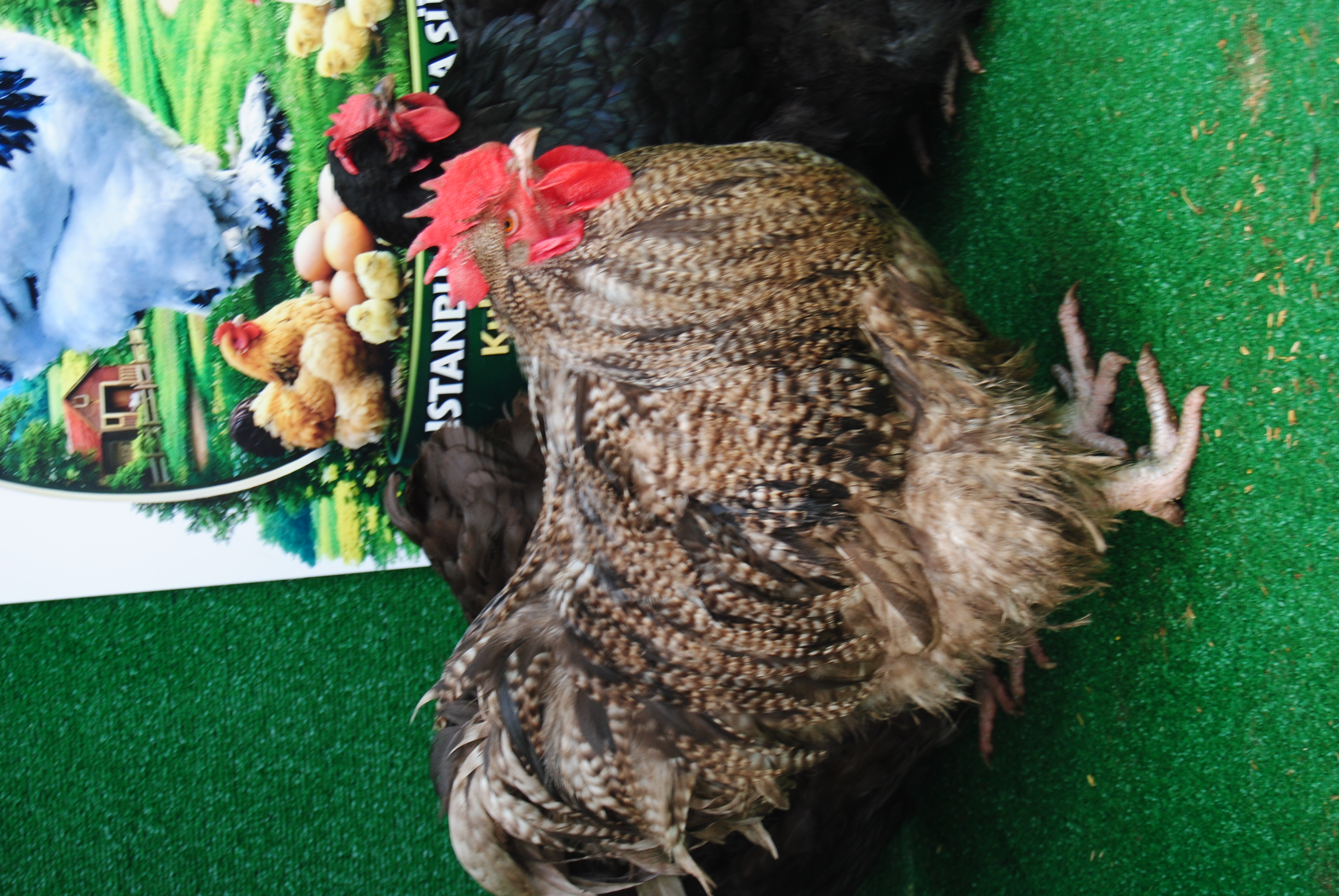 Orpington Coco Çikolata Kuluçkalık Yumurta