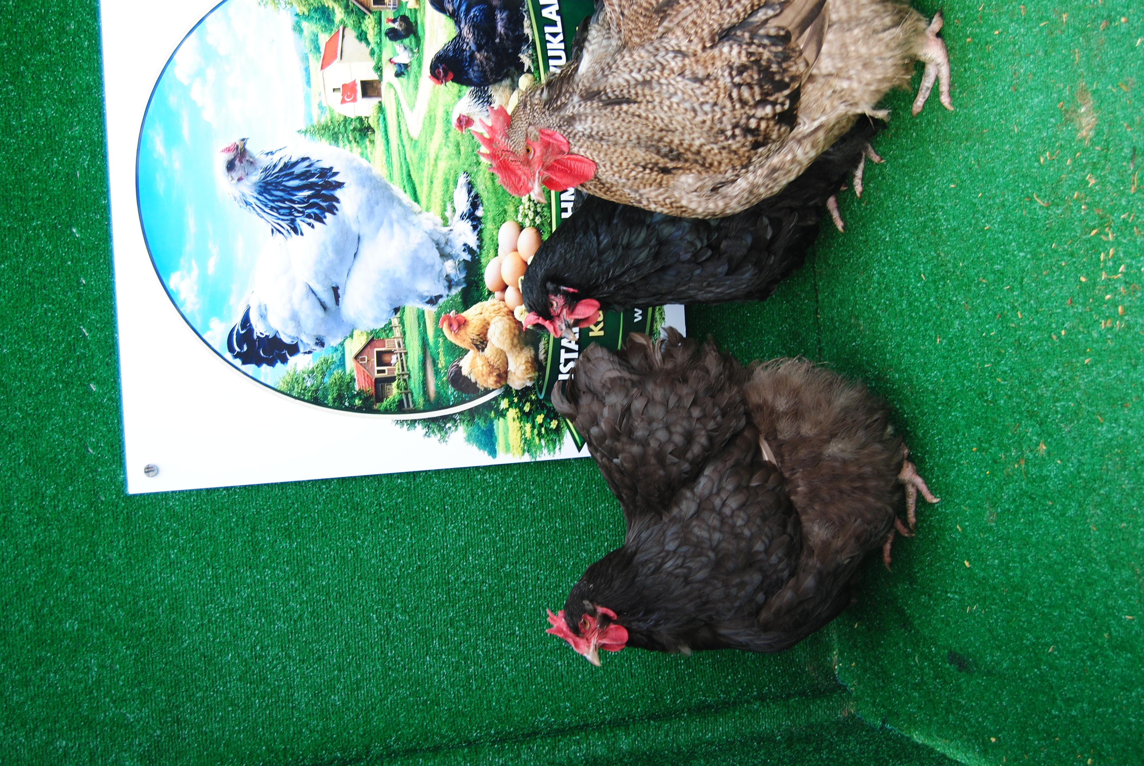 Orpington Coco Çikolata Kuluçkalık Yumurta