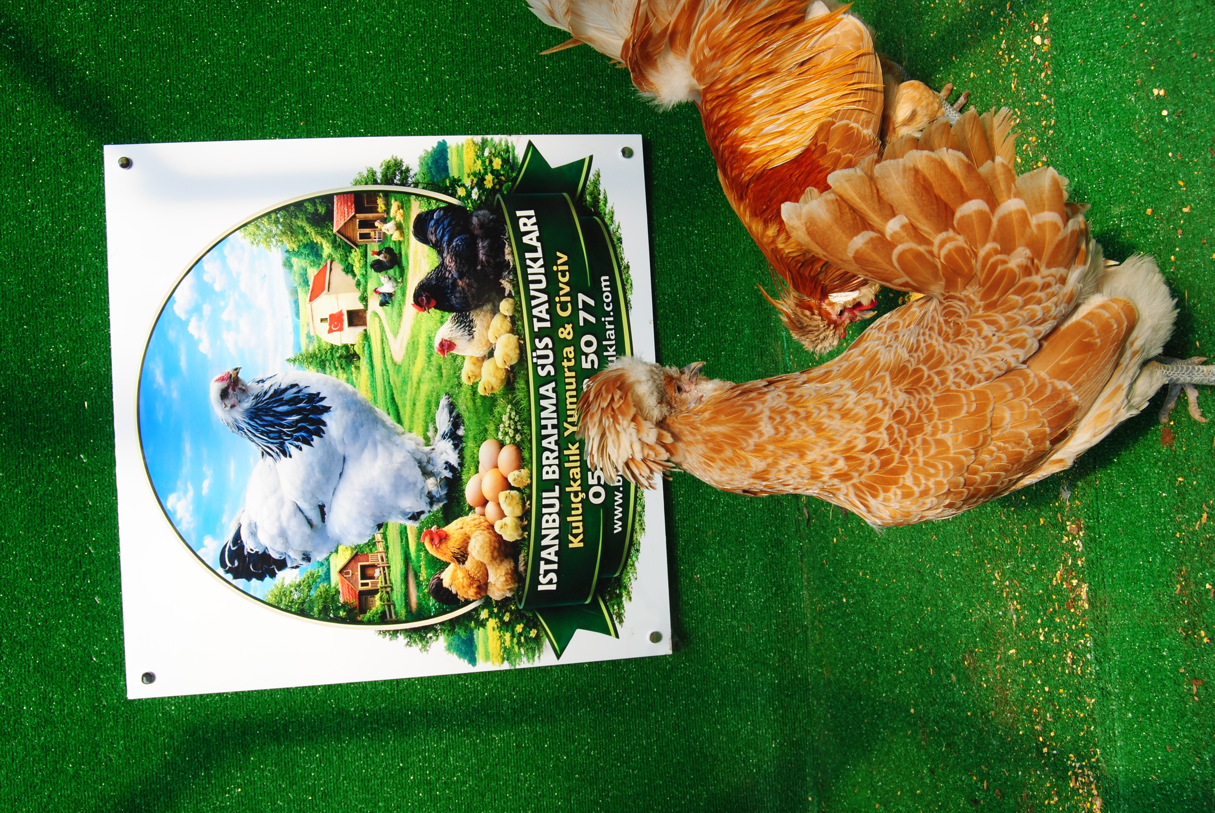 PORTAKAL FİZAN KULUÇKALIK YUMURTA