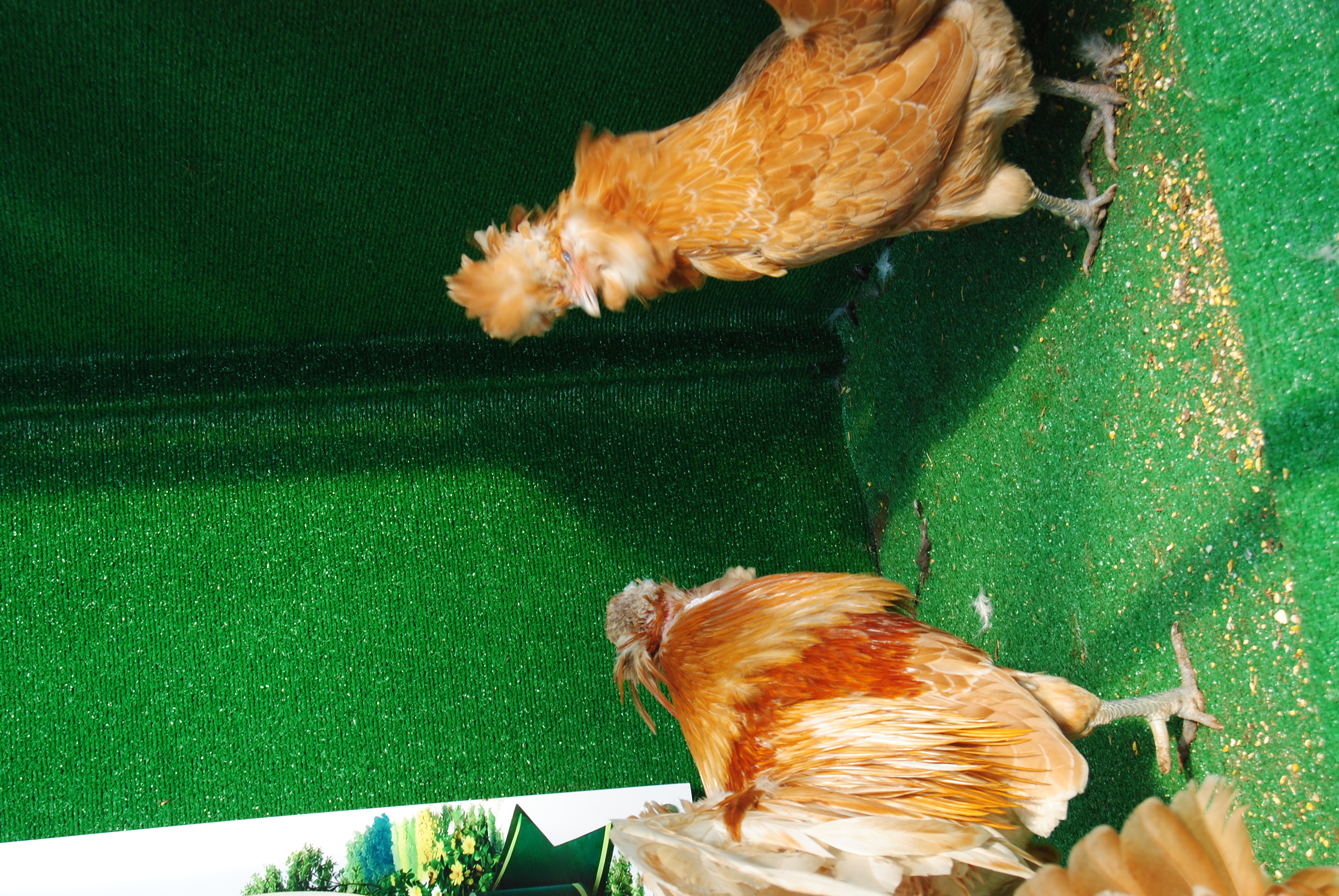 PORTAKAL FİZAN KULUÇKALIK YUMURTA