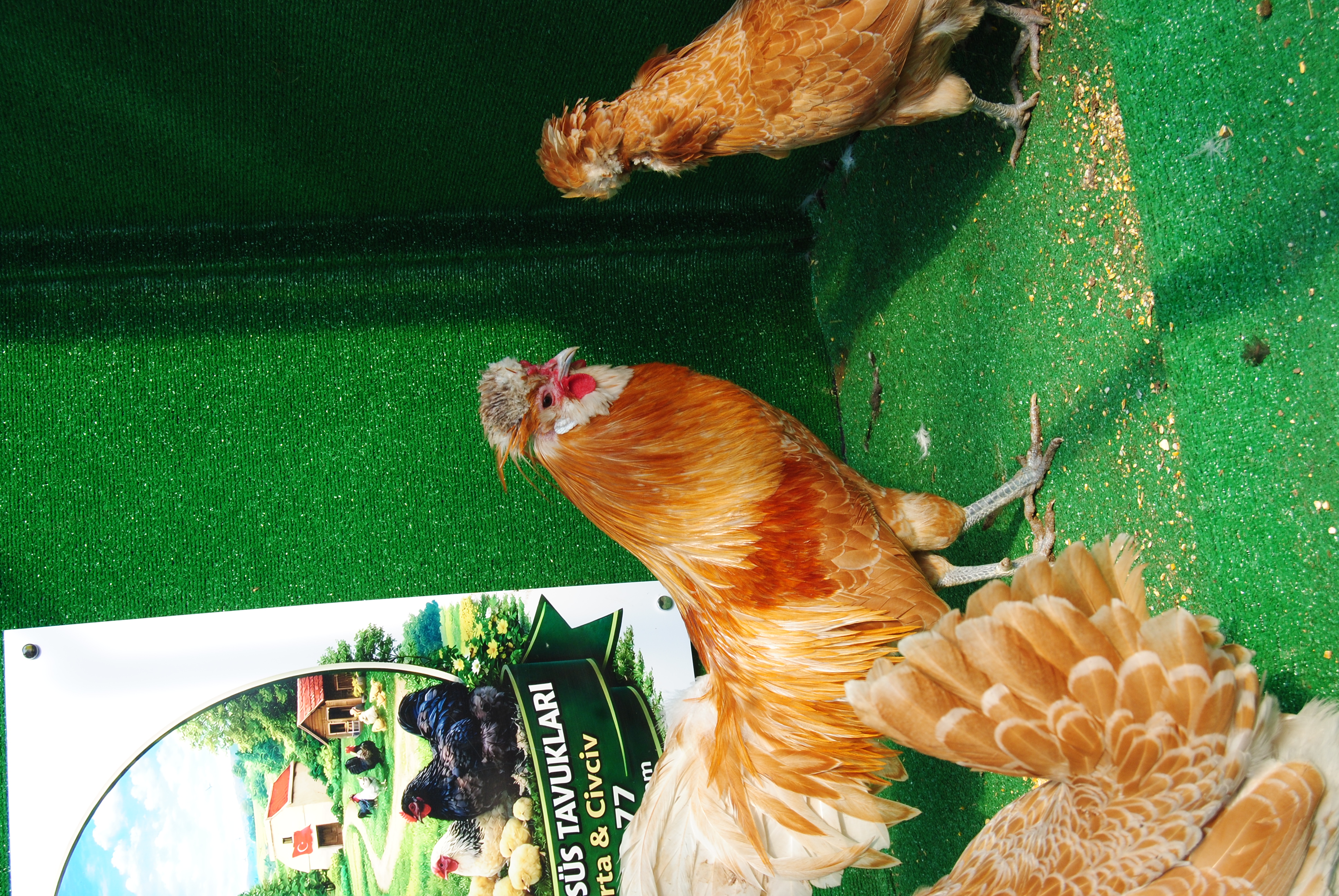 PORTAKAL FİZAN KULUÇKALIK YUMURTA