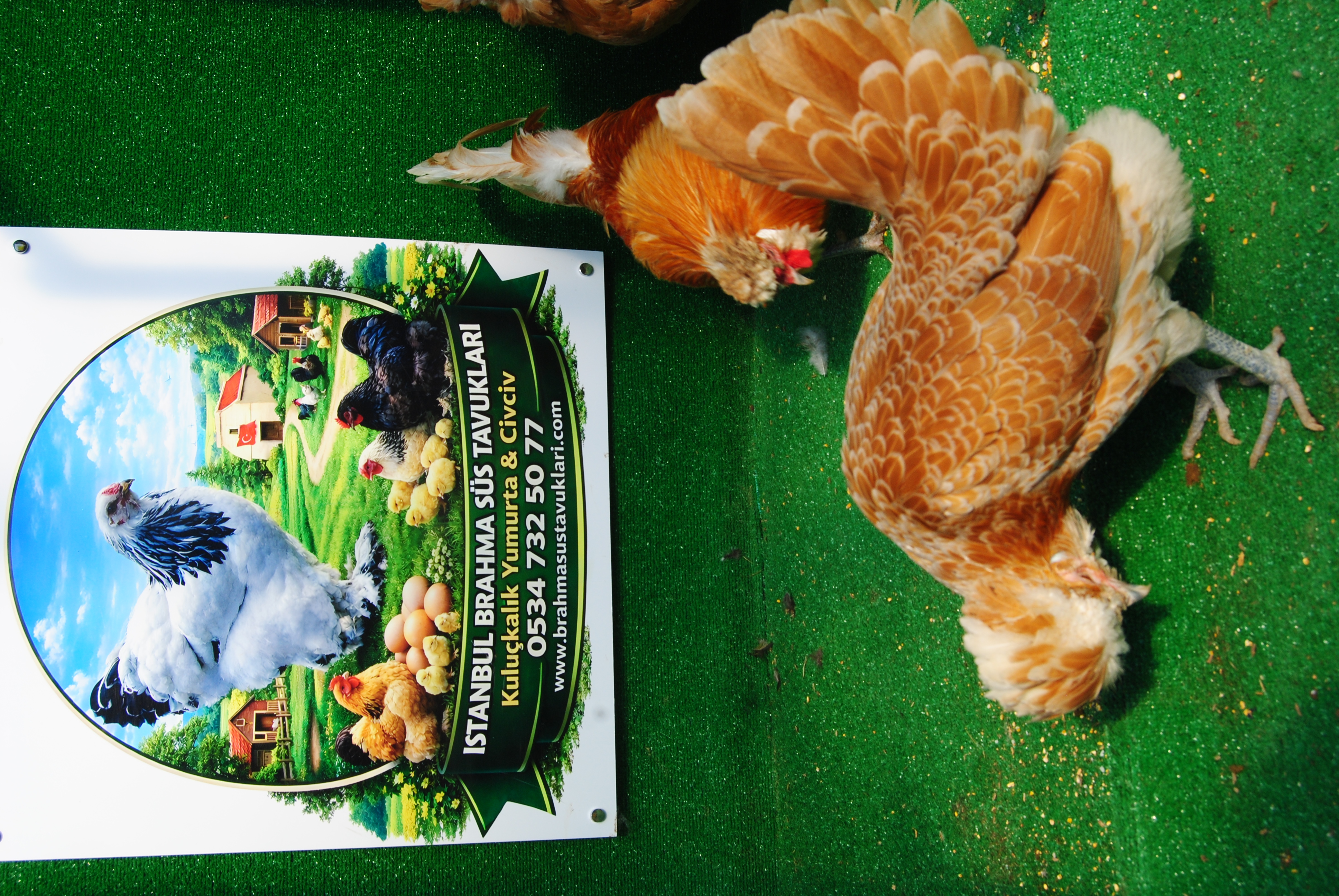 PORTAKAL FİZAN KULUÇKALIK YUMURTA