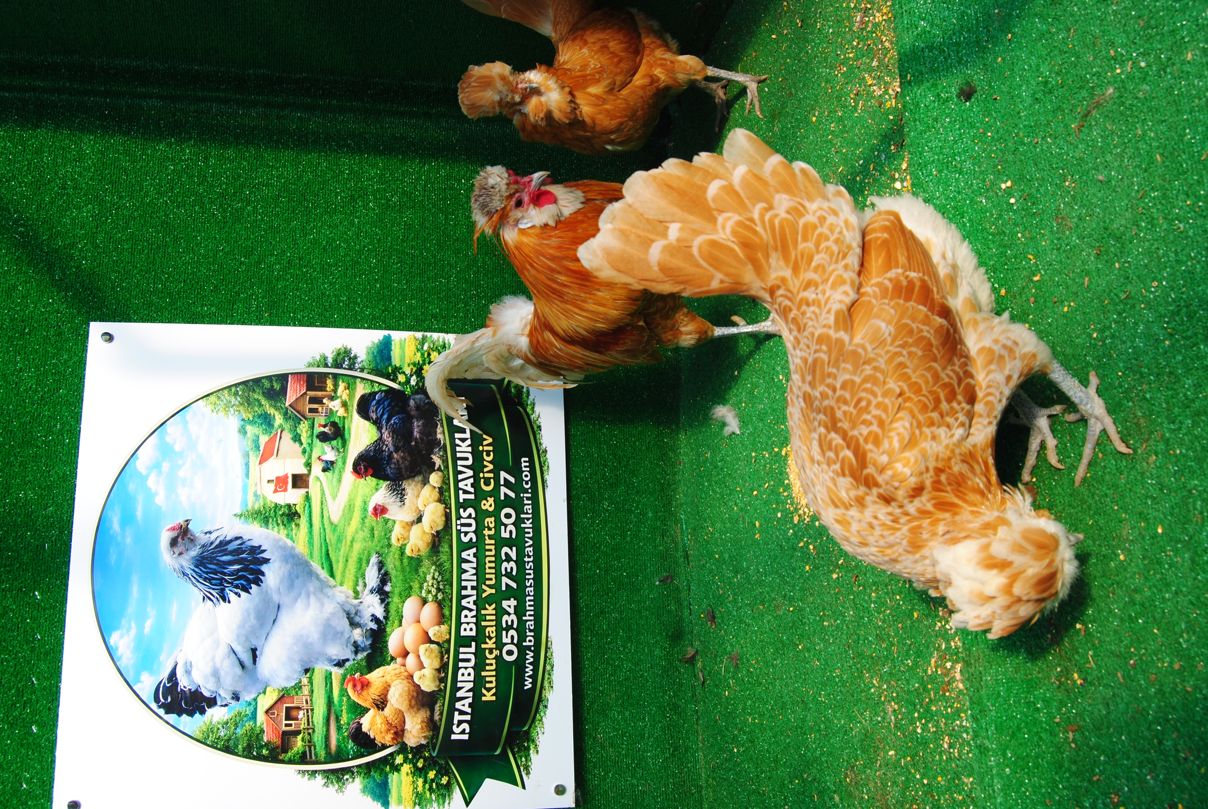 PORTAKAL FİZAN KULUÇKALIK YUMURTA