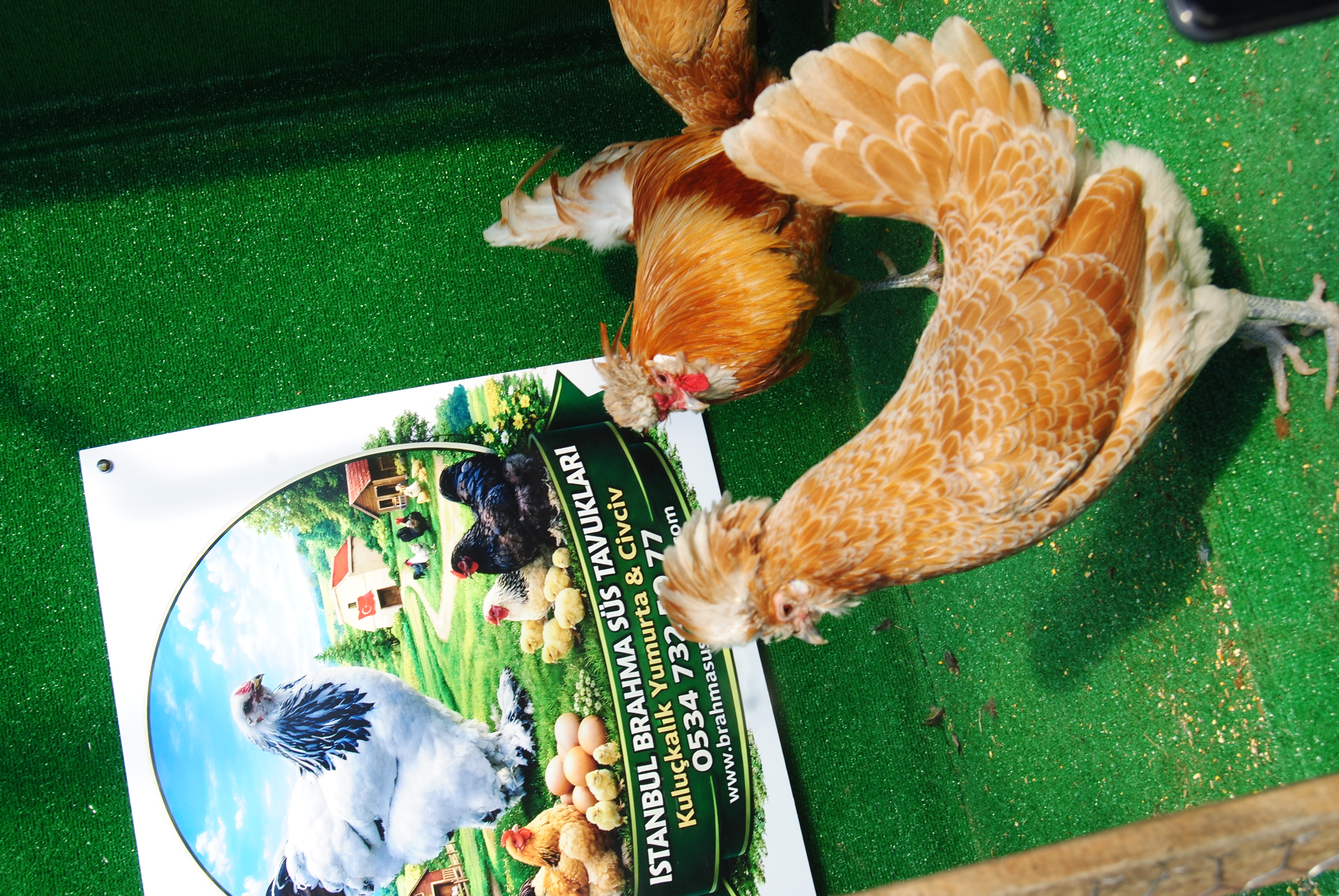 PORTAKAL FİZAN KULUÇKALIK YUMURTA