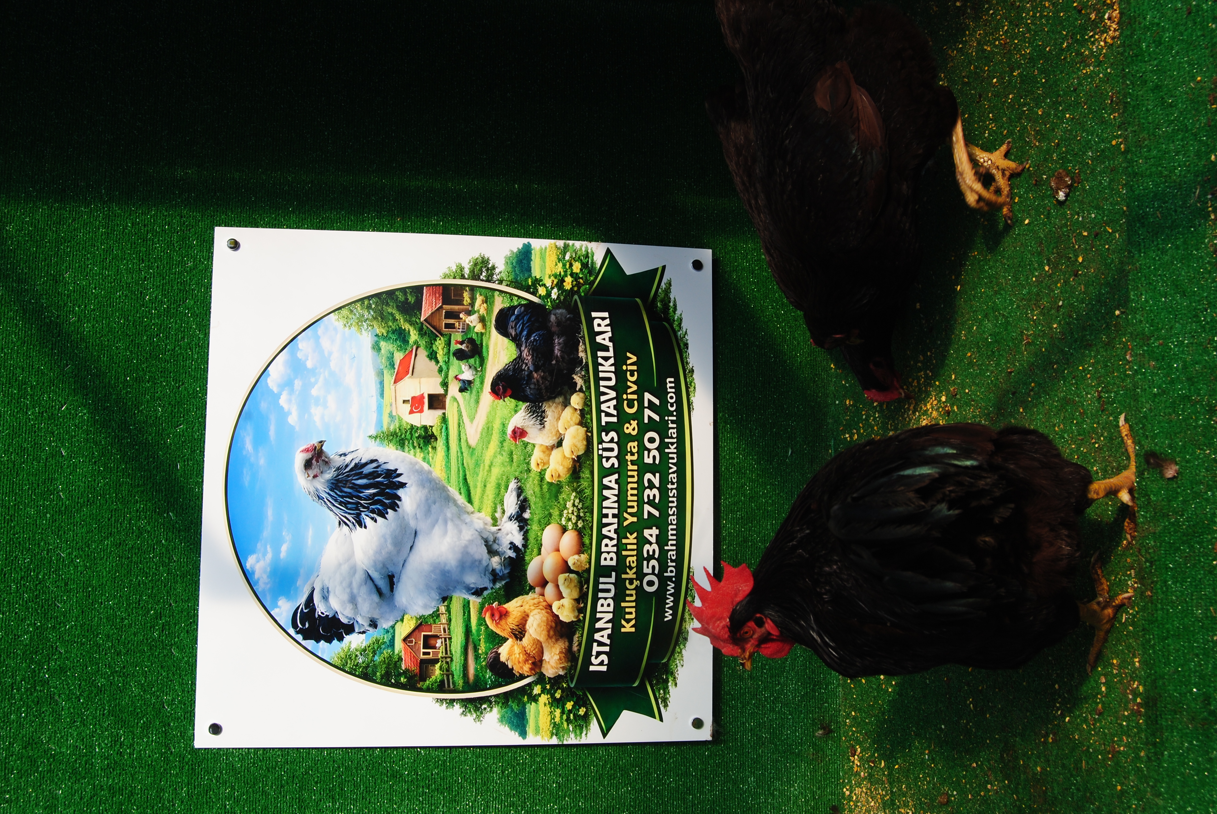 Mahogany Rir Kuluçkalık Yumurta