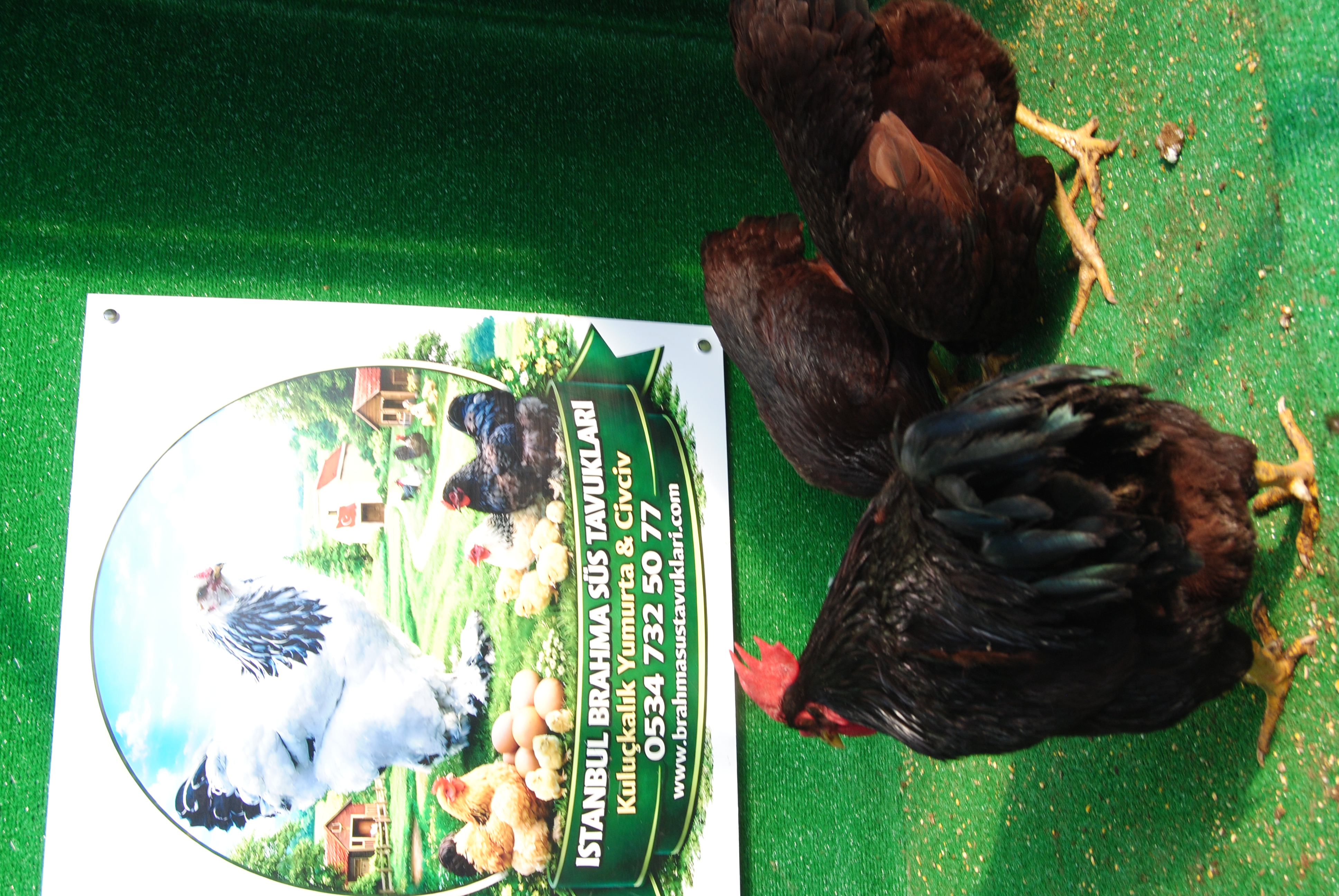 Mahogany Rir Kuluçkalık Yumurta